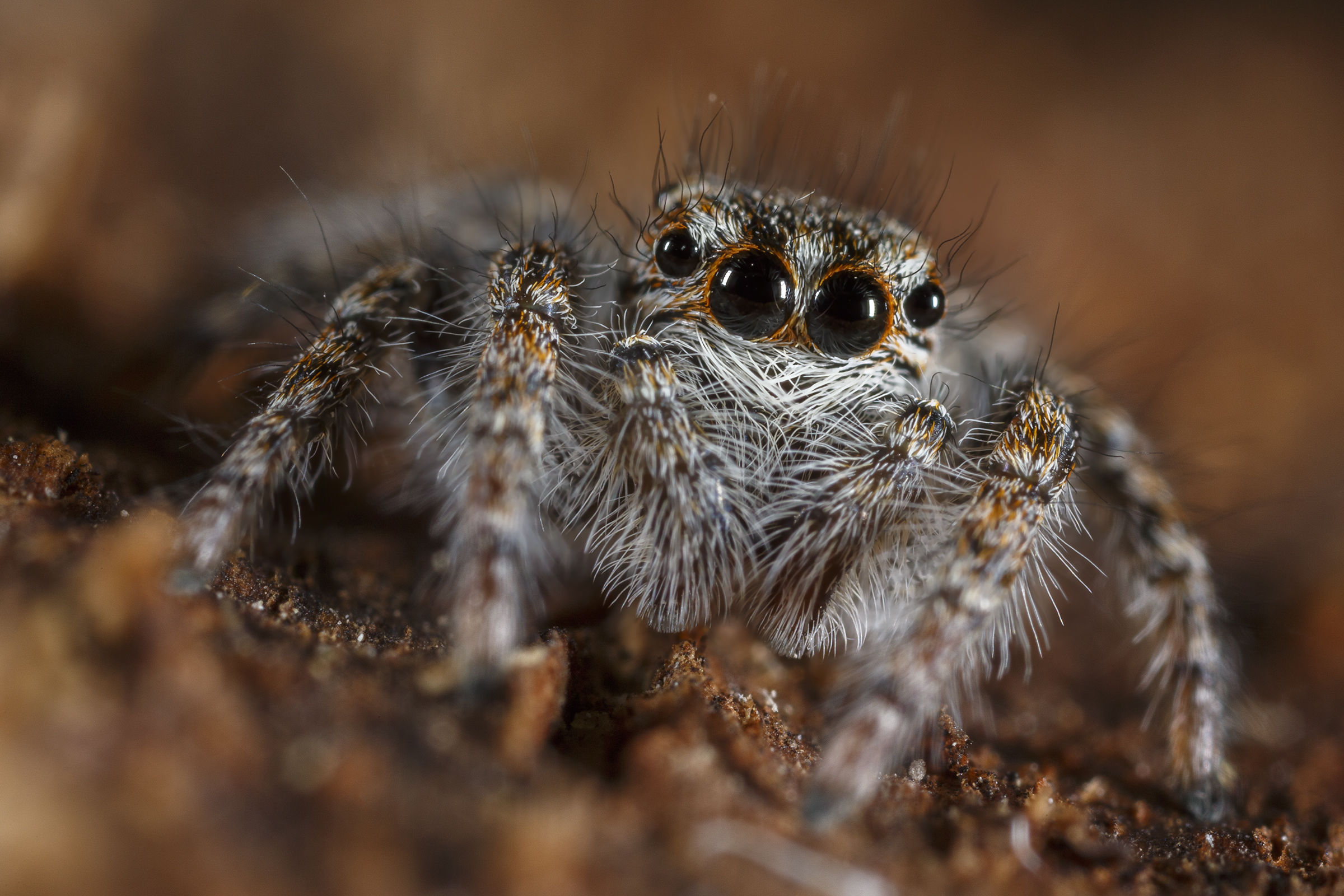 Jumping spider