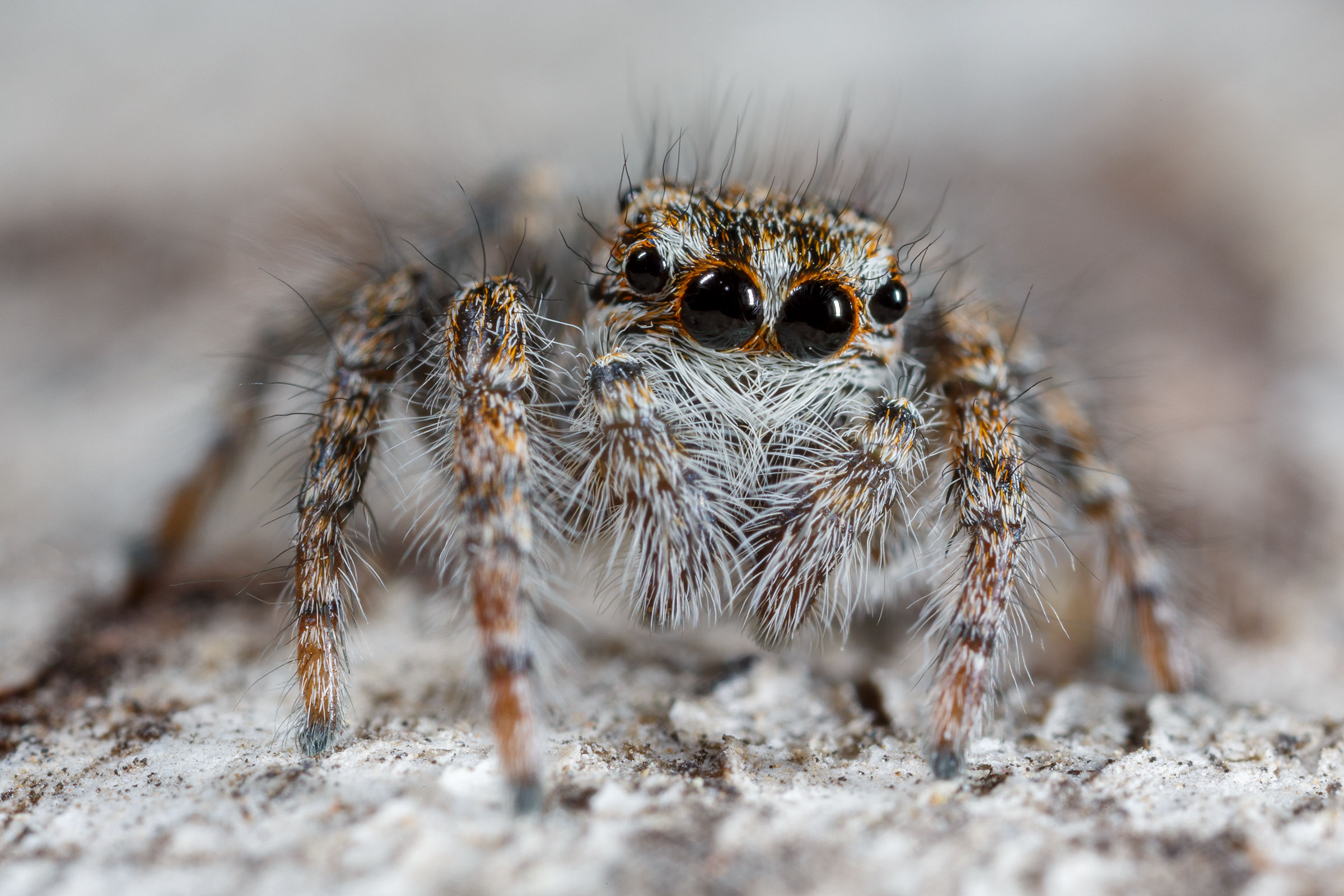 Jumping spider