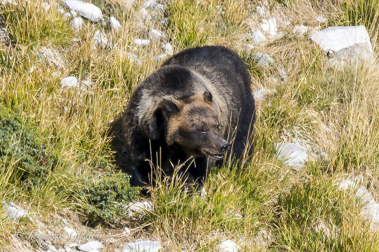 Bear in the Abruzzo National Park