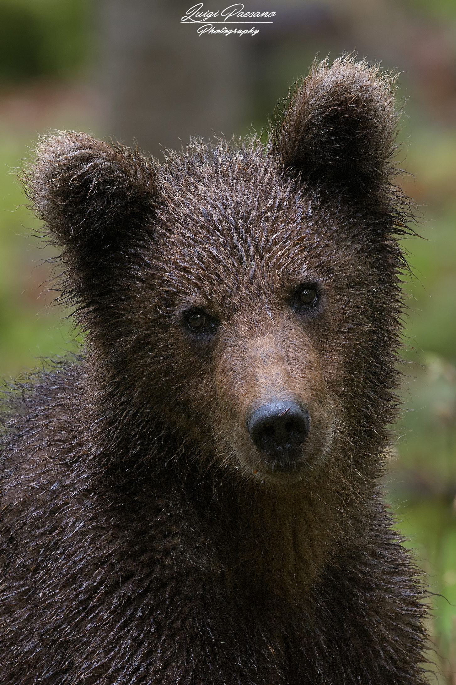 Bear Portrait