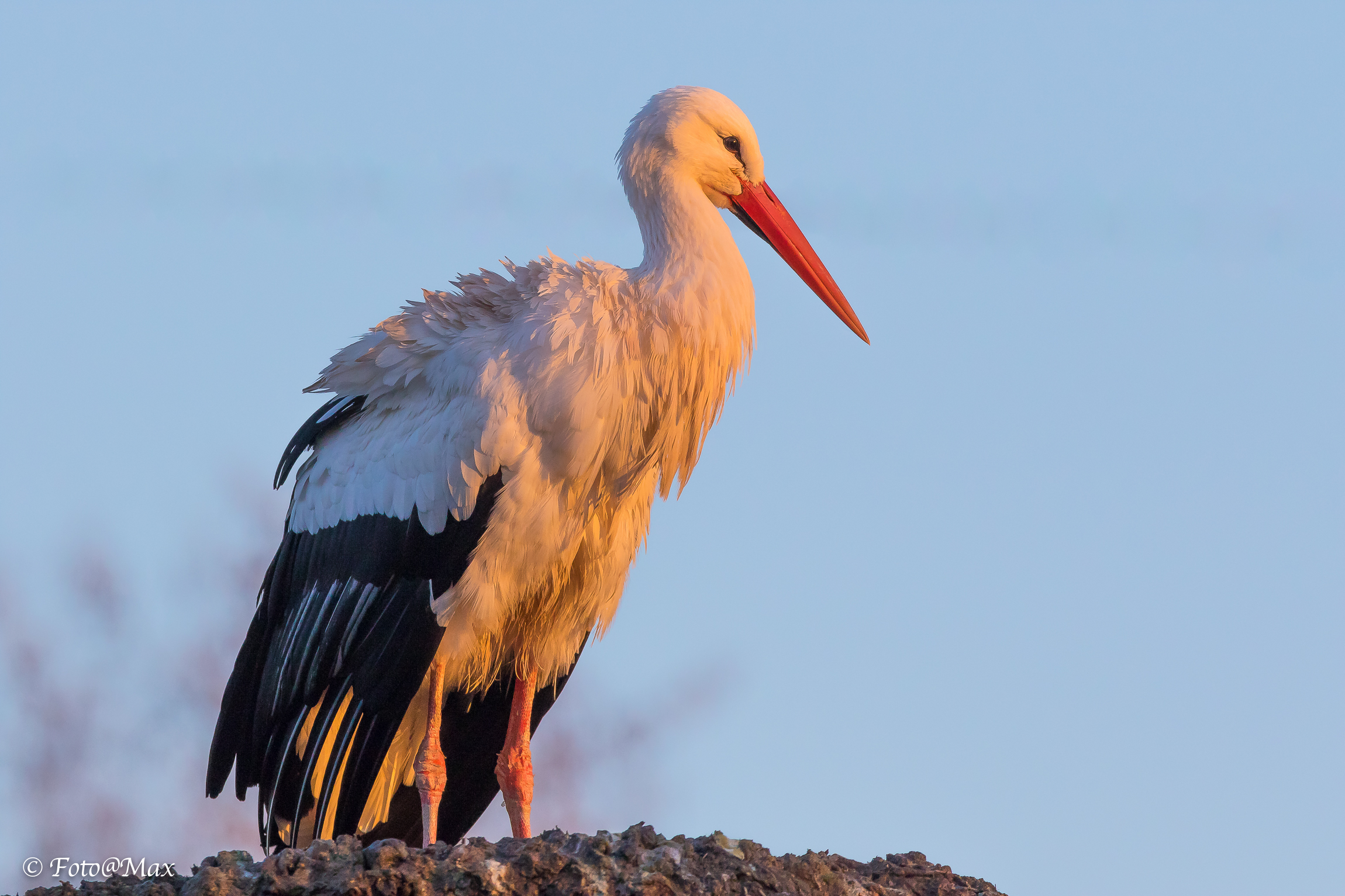 Stork