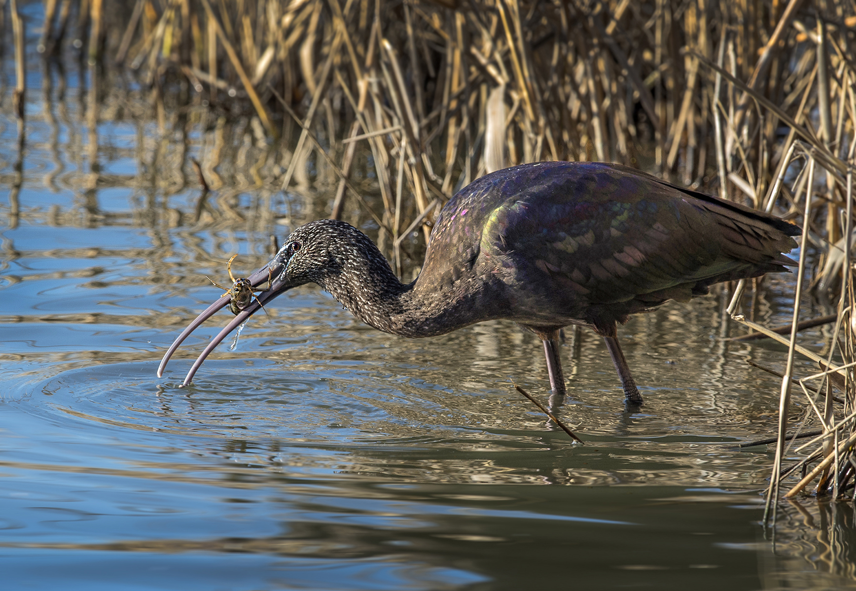 mignattaio con preda