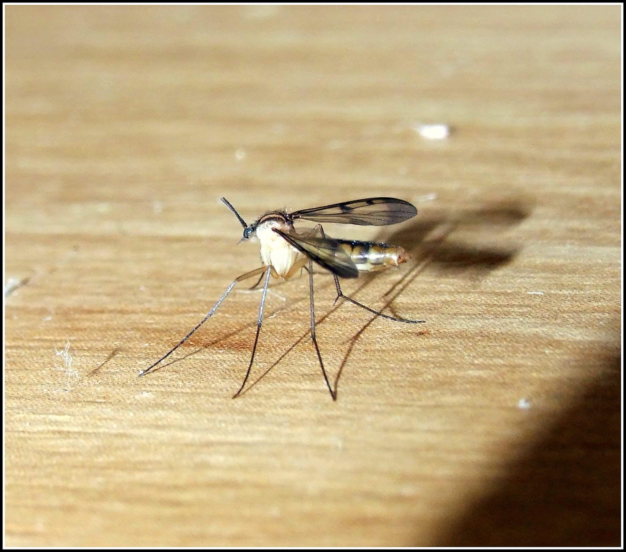 Diptera of the family "anisopodidae"