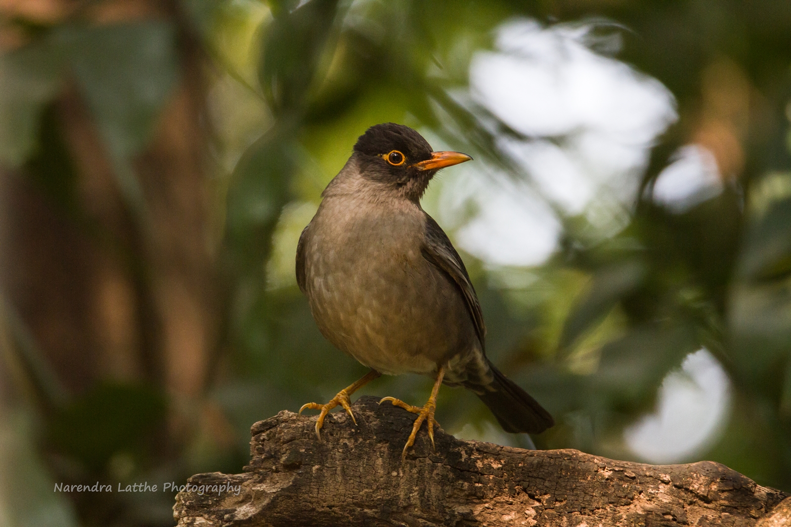 Indian Black Bird (Maschio)