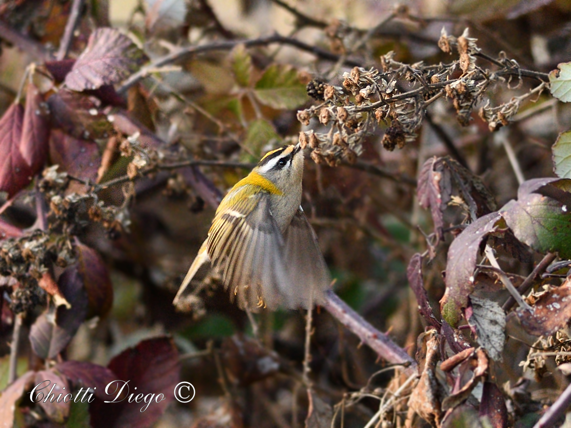 Spirito di Colibrì reincarnato in un  Fiorrancino!
