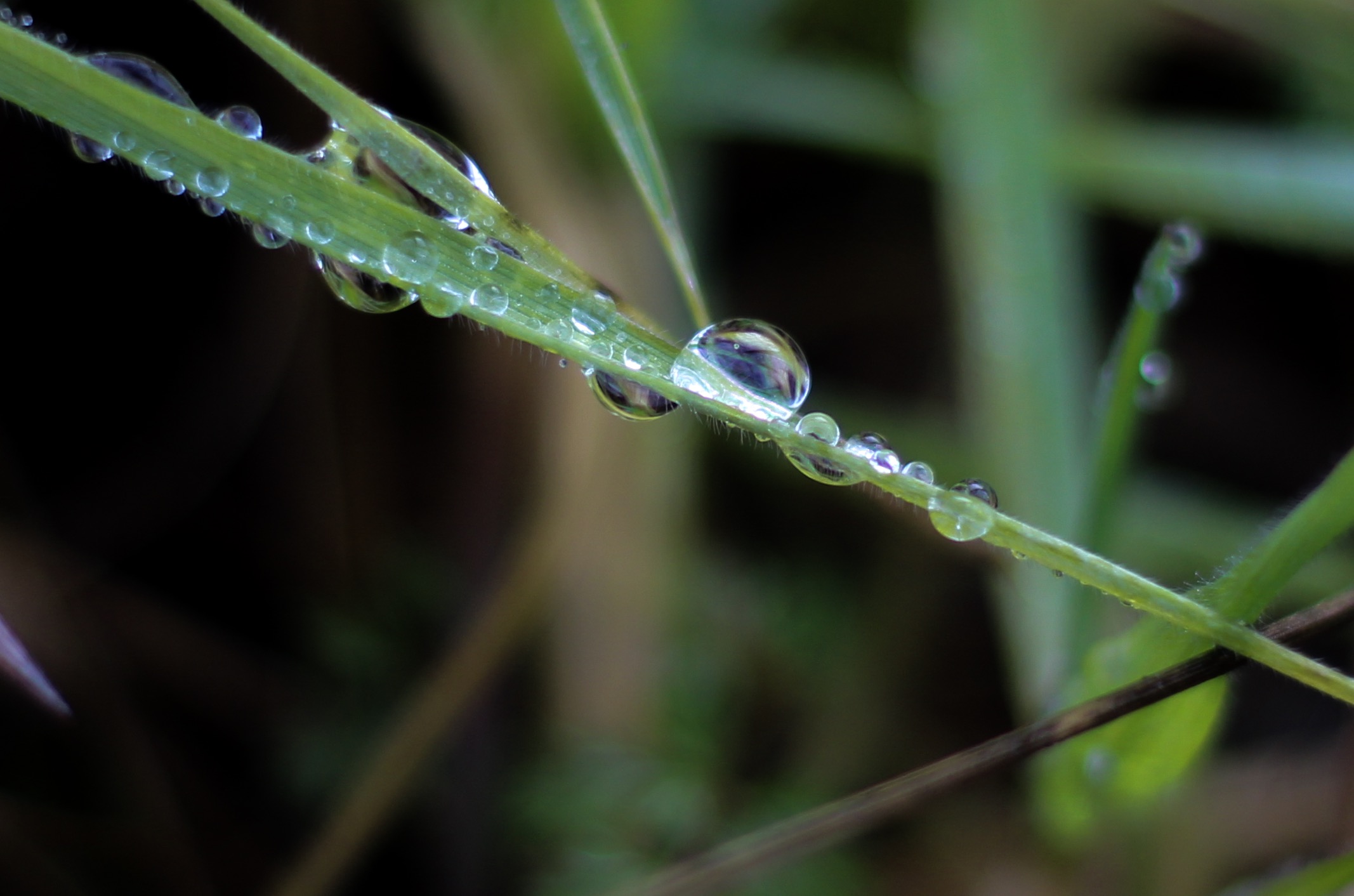 Drops of dew
