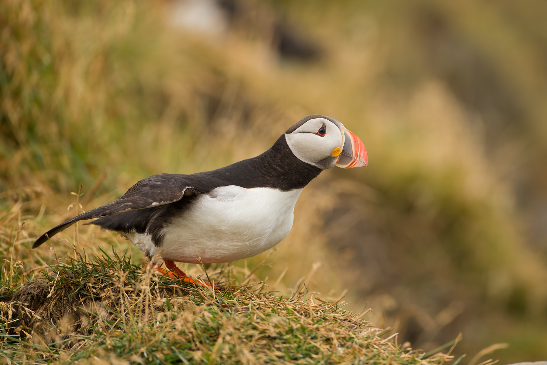 Fratercula arctica (Atlantic puffin)