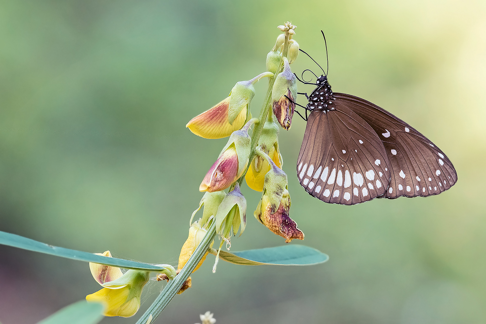 Euploea core, common crow