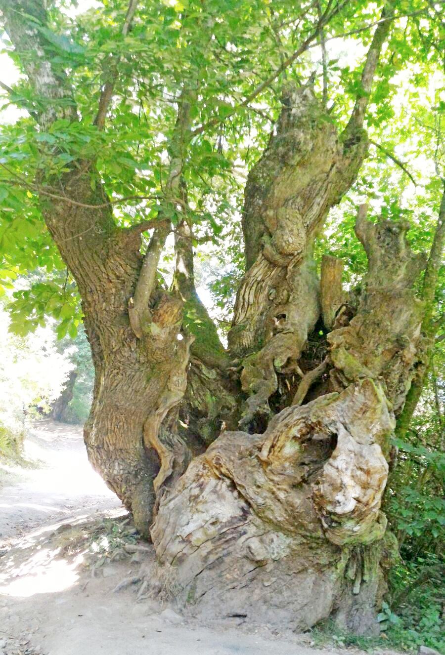 Albero sul camino di Santiago