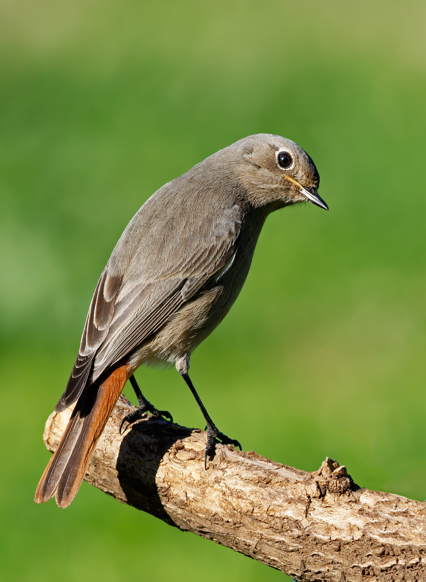 Codirosso spazzacamino