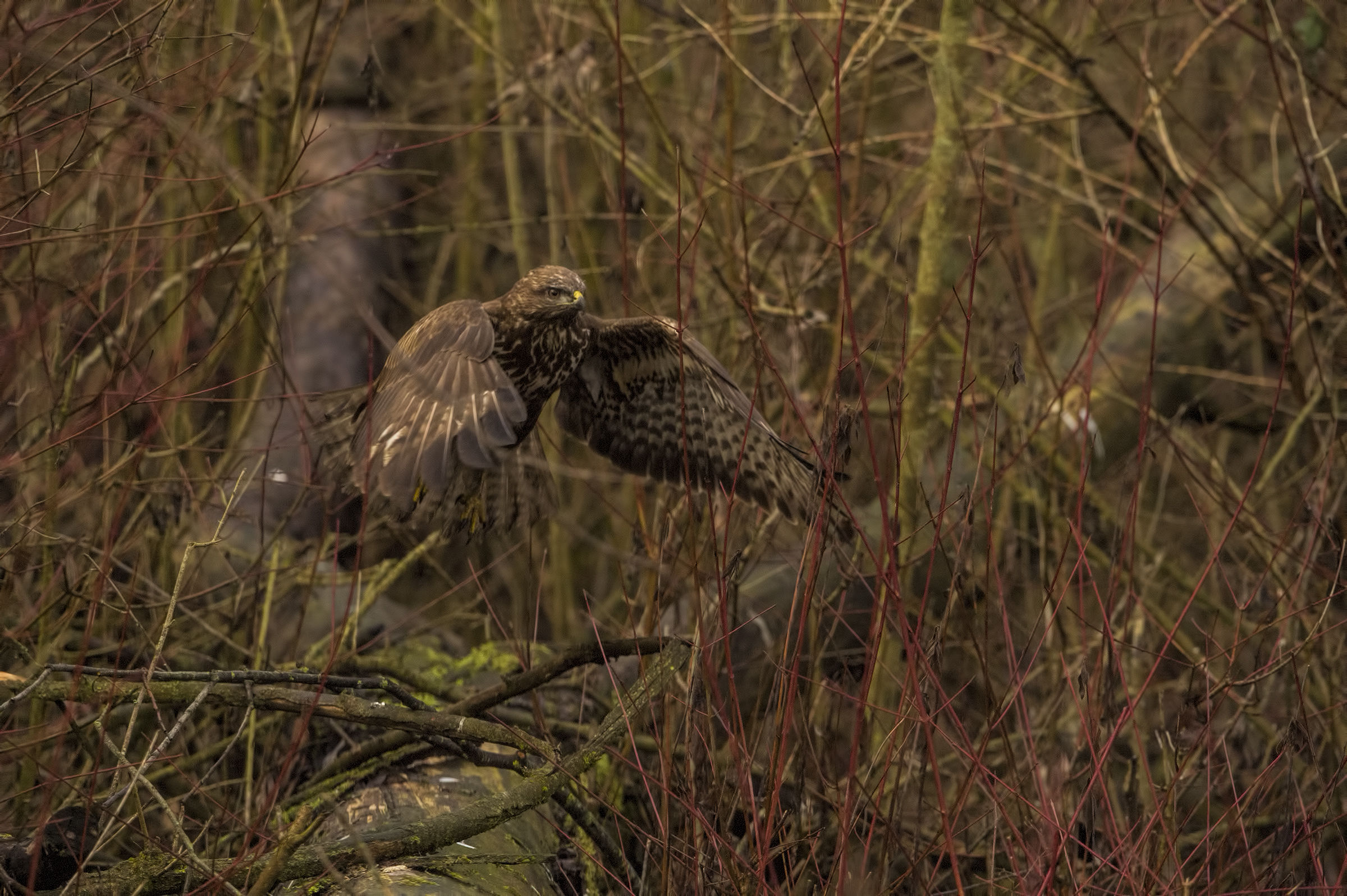 Improvvisamente dal bosco...