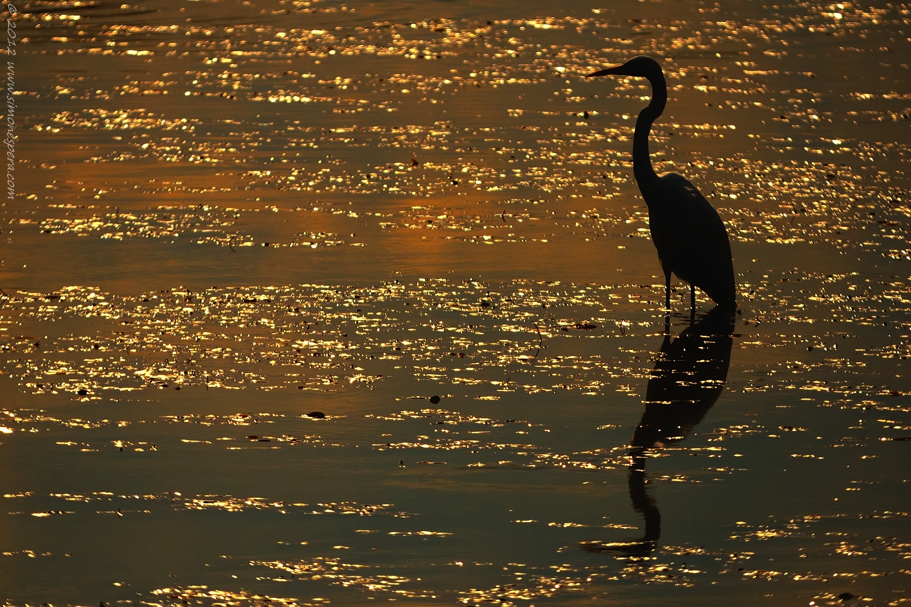 Heron silhouette ...