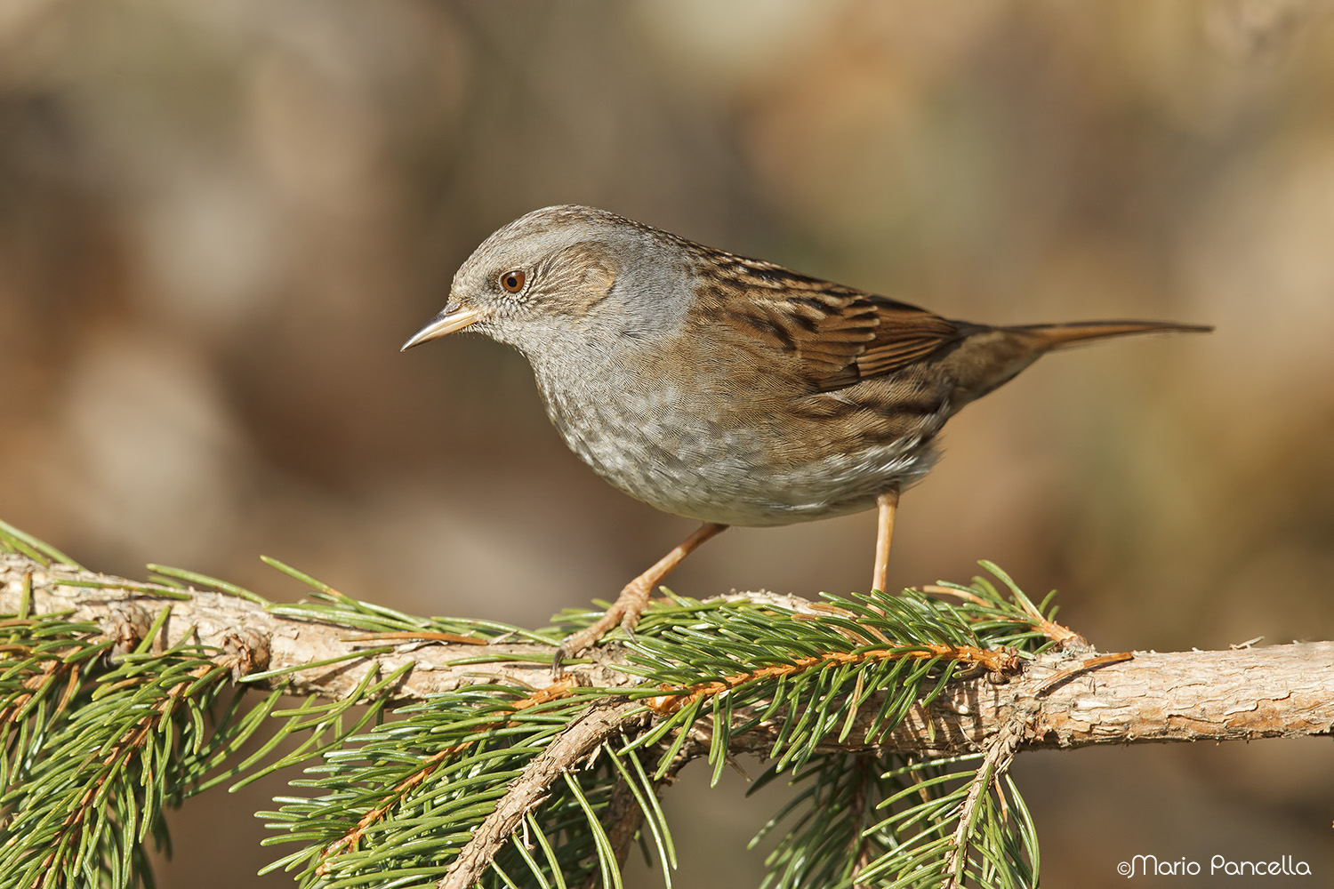 hog flounder (Prunella modularis