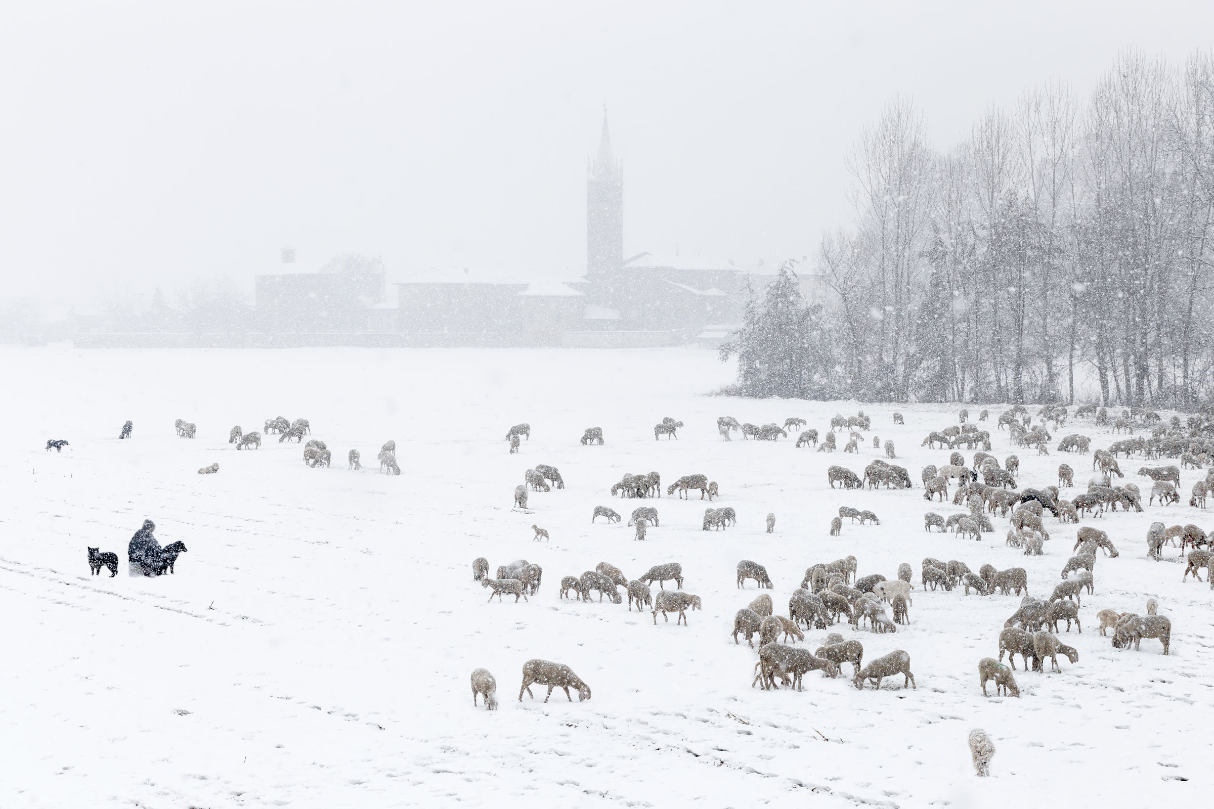 Il pastore nella neve
