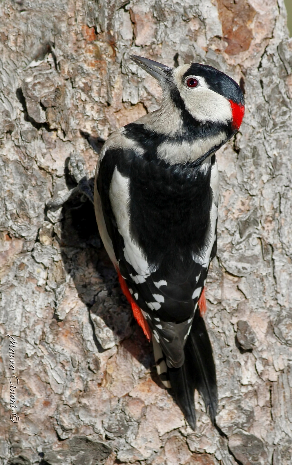 Great Red Woodpecker