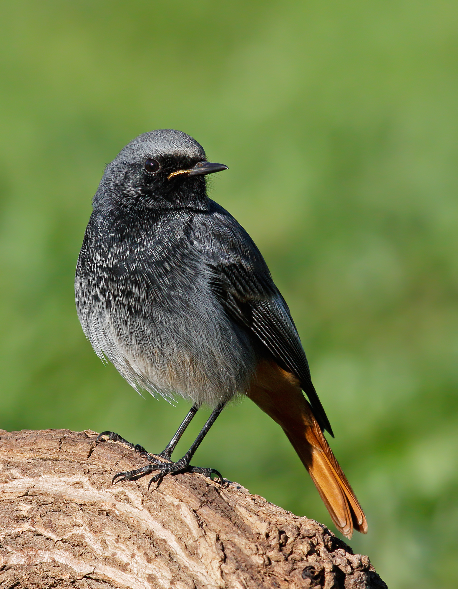 codirisso spazzacamino