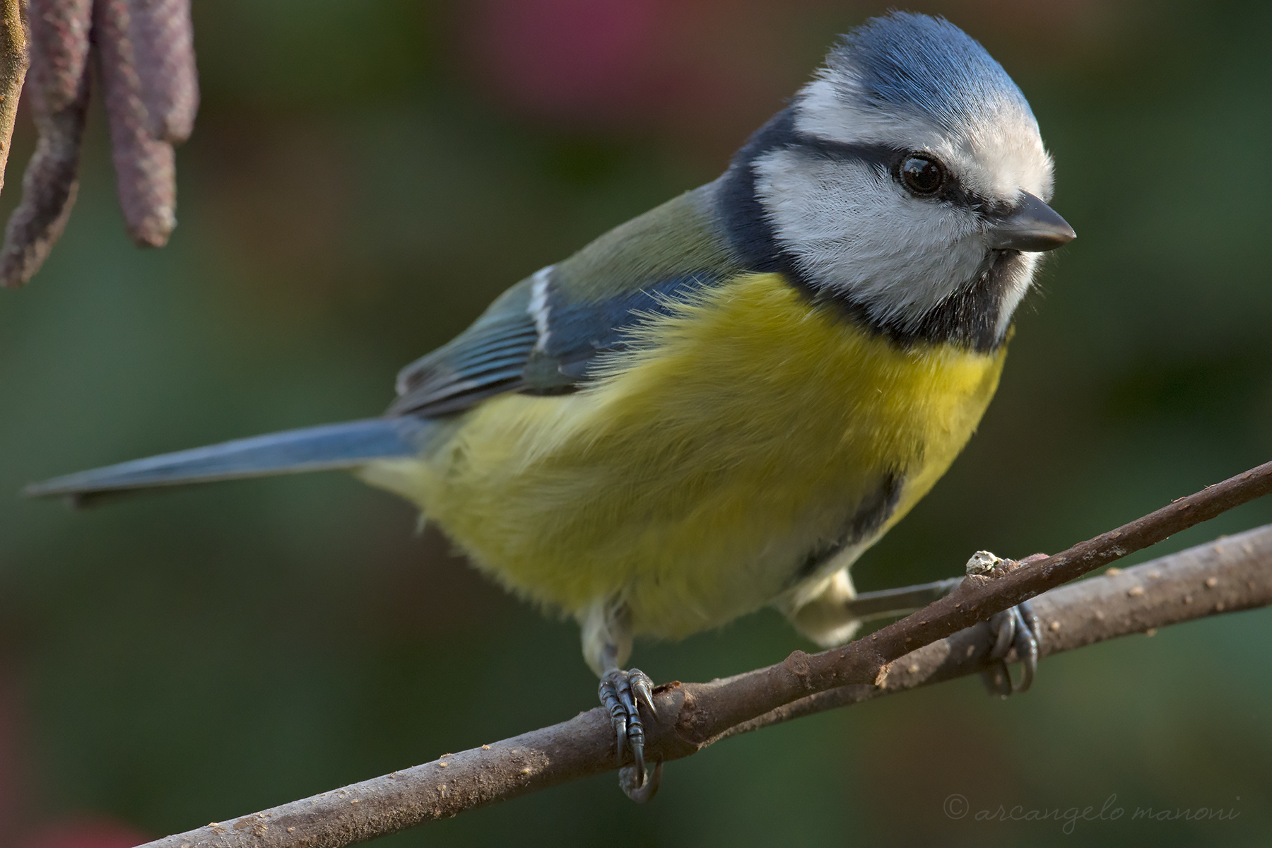 Blue tit 200