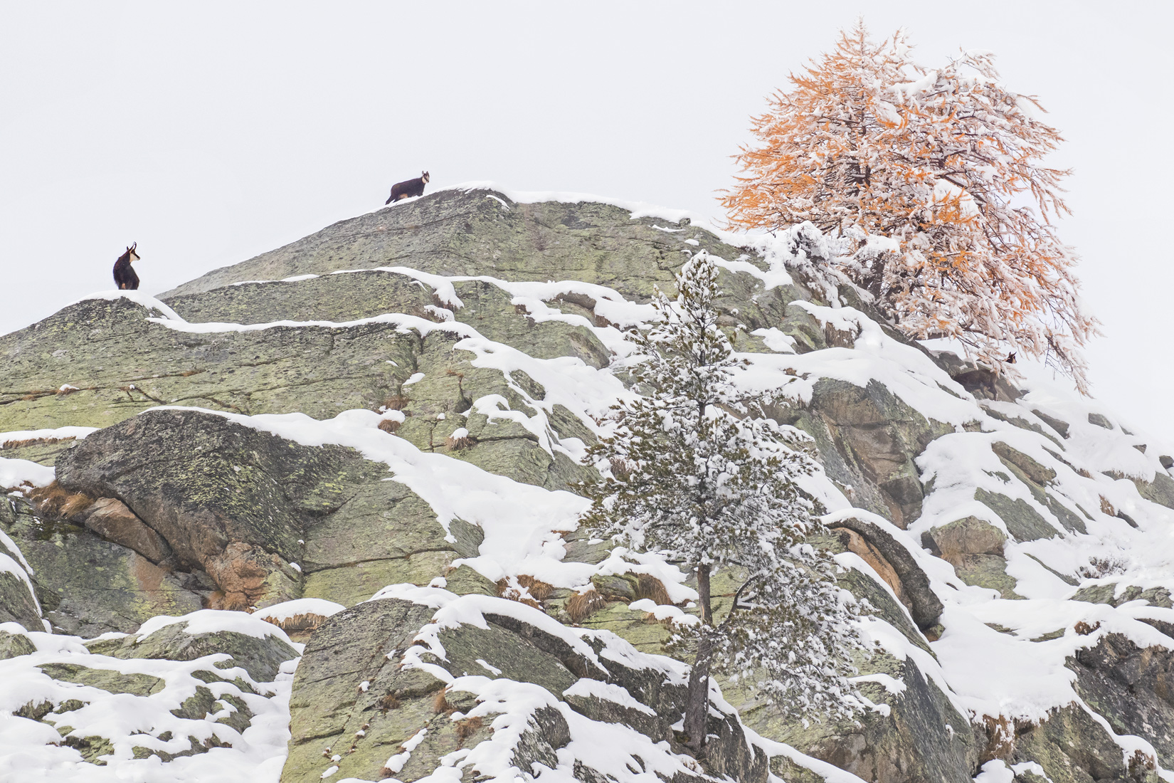 first autumn snowfall