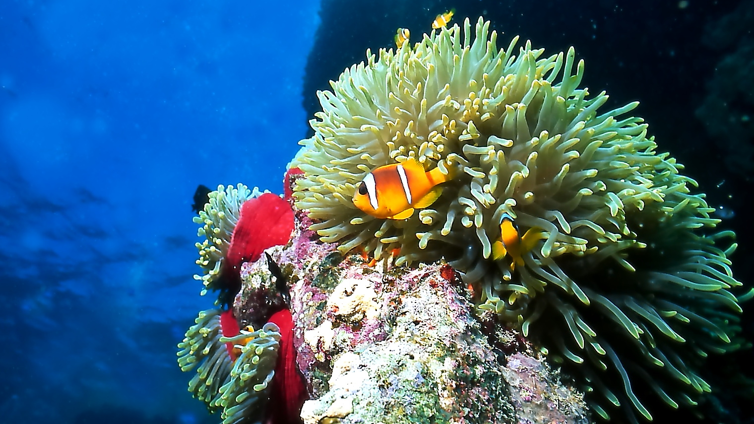 gruppo di Anemoni con Pagliacci