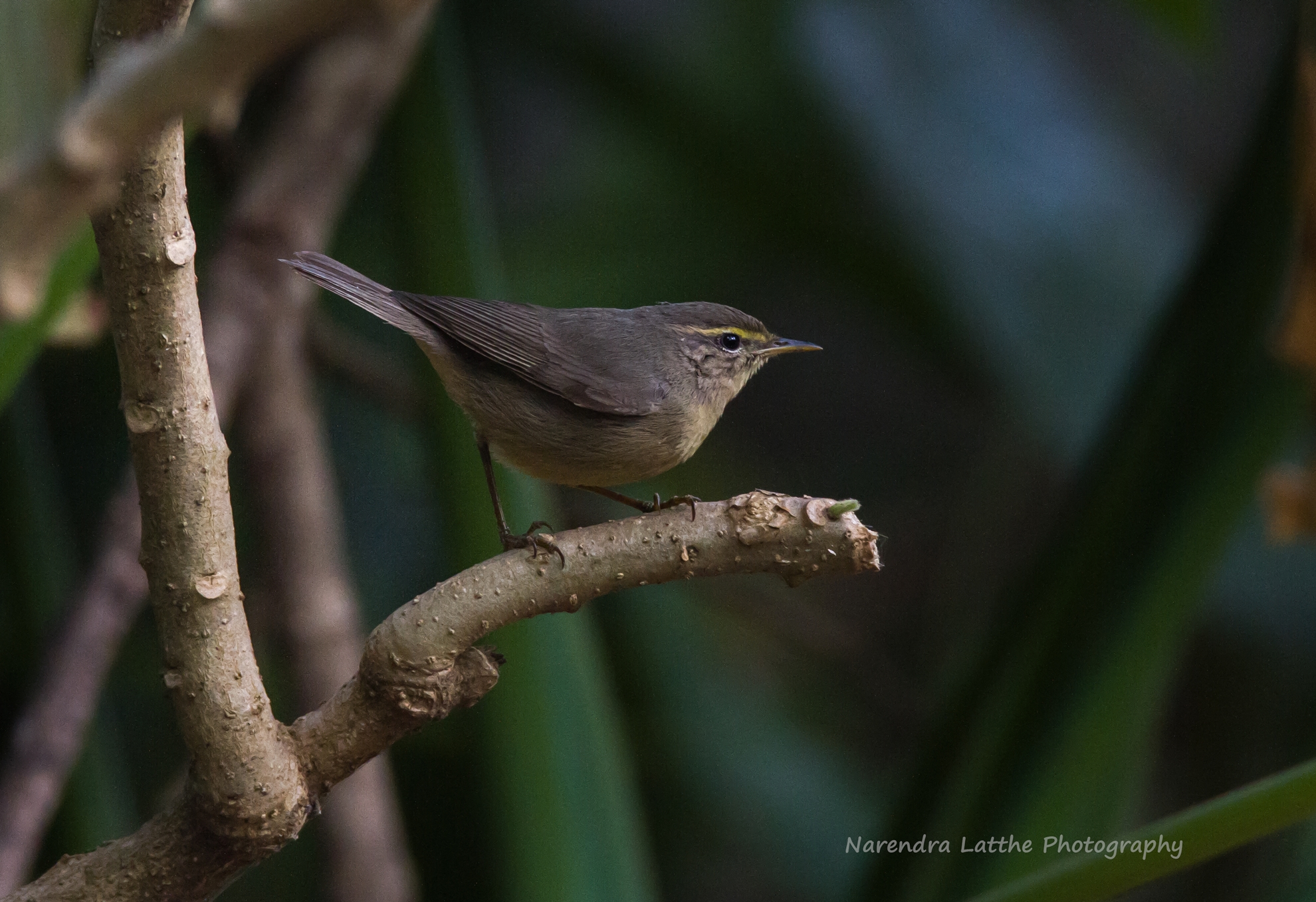 Sulphur Bellied Warbler