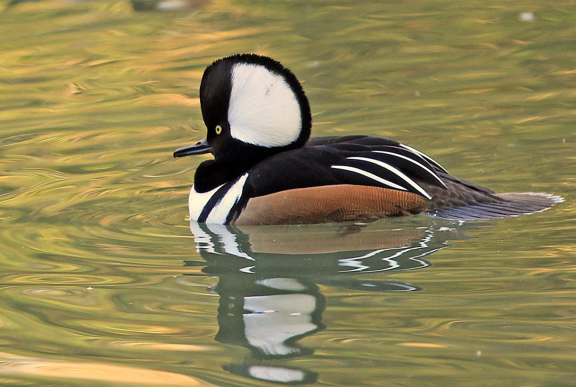 Smergo col ciuffo (Lophodytes cucullatus)