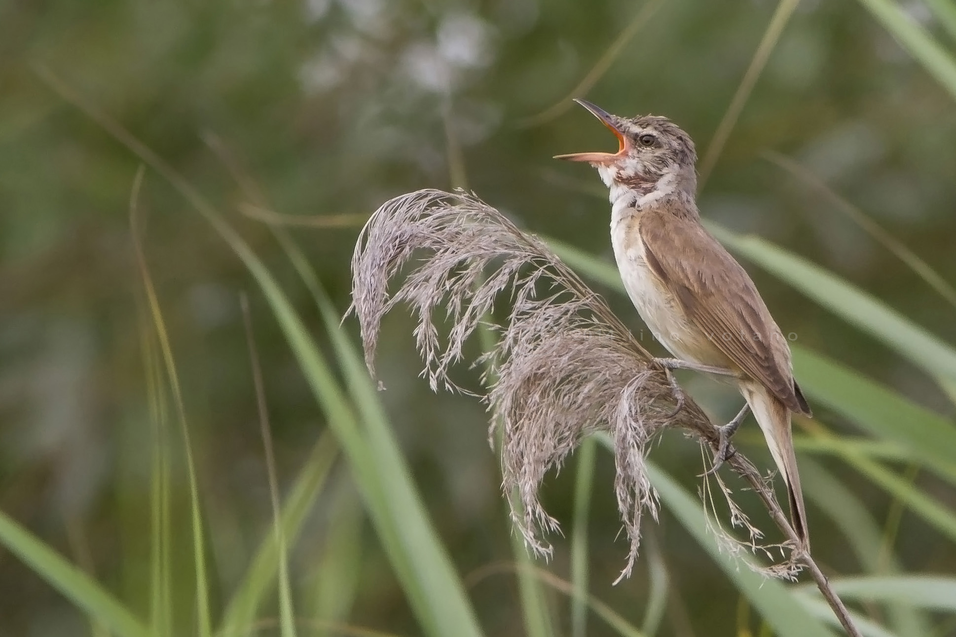 Ed io..........canto.... Cannericcione