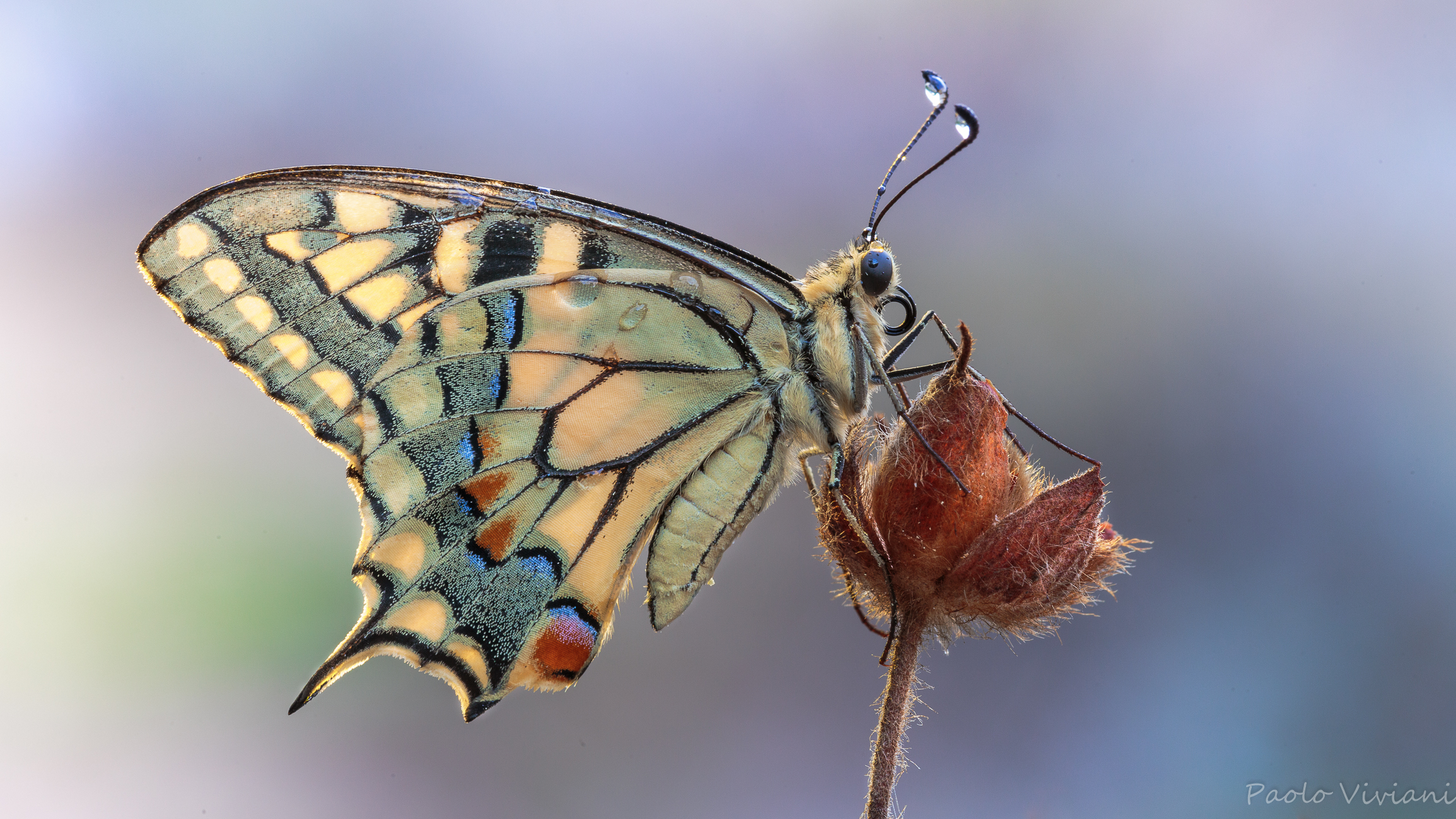 Macaone in Controluce