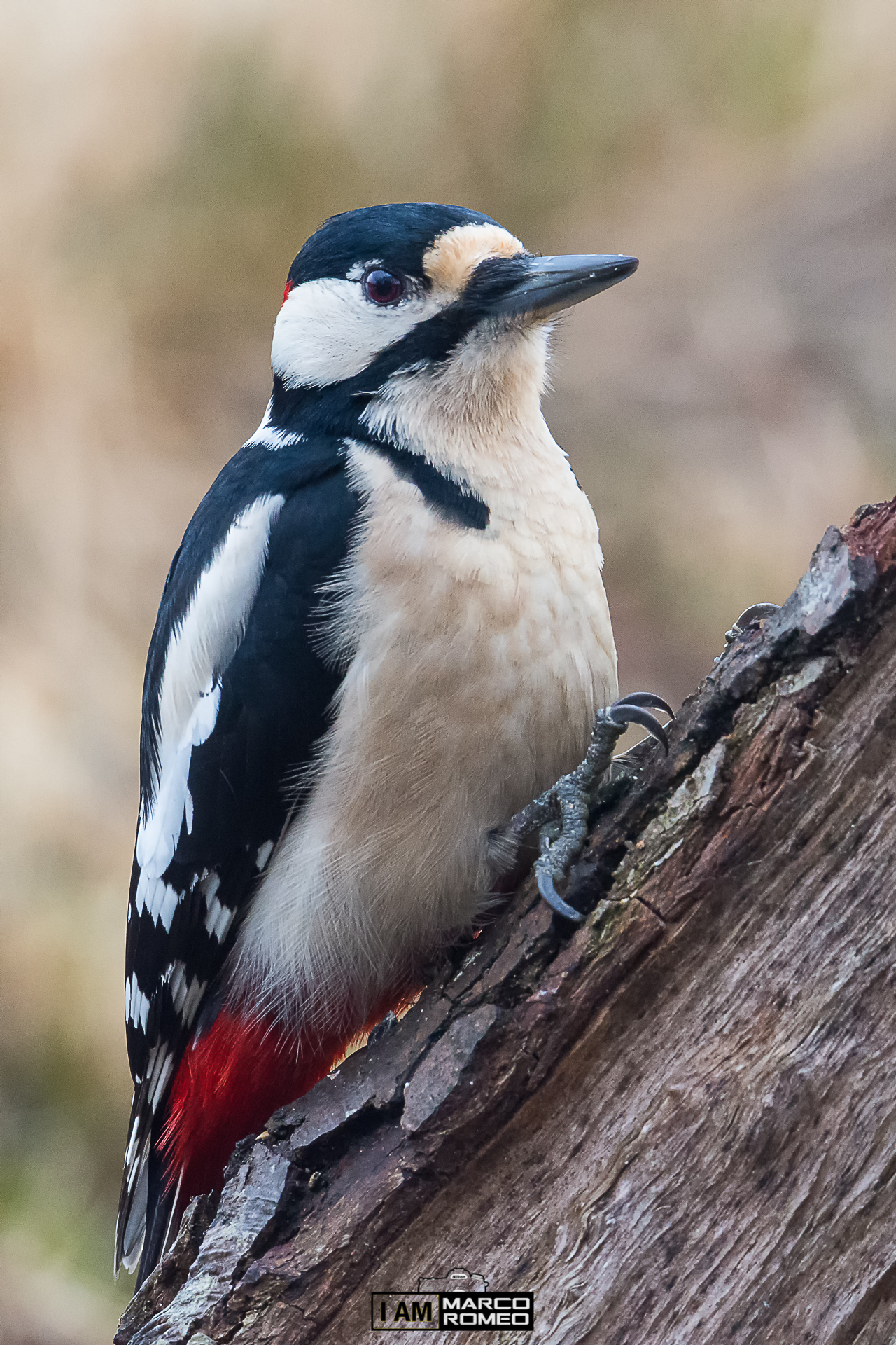 Great spotted woodpecker