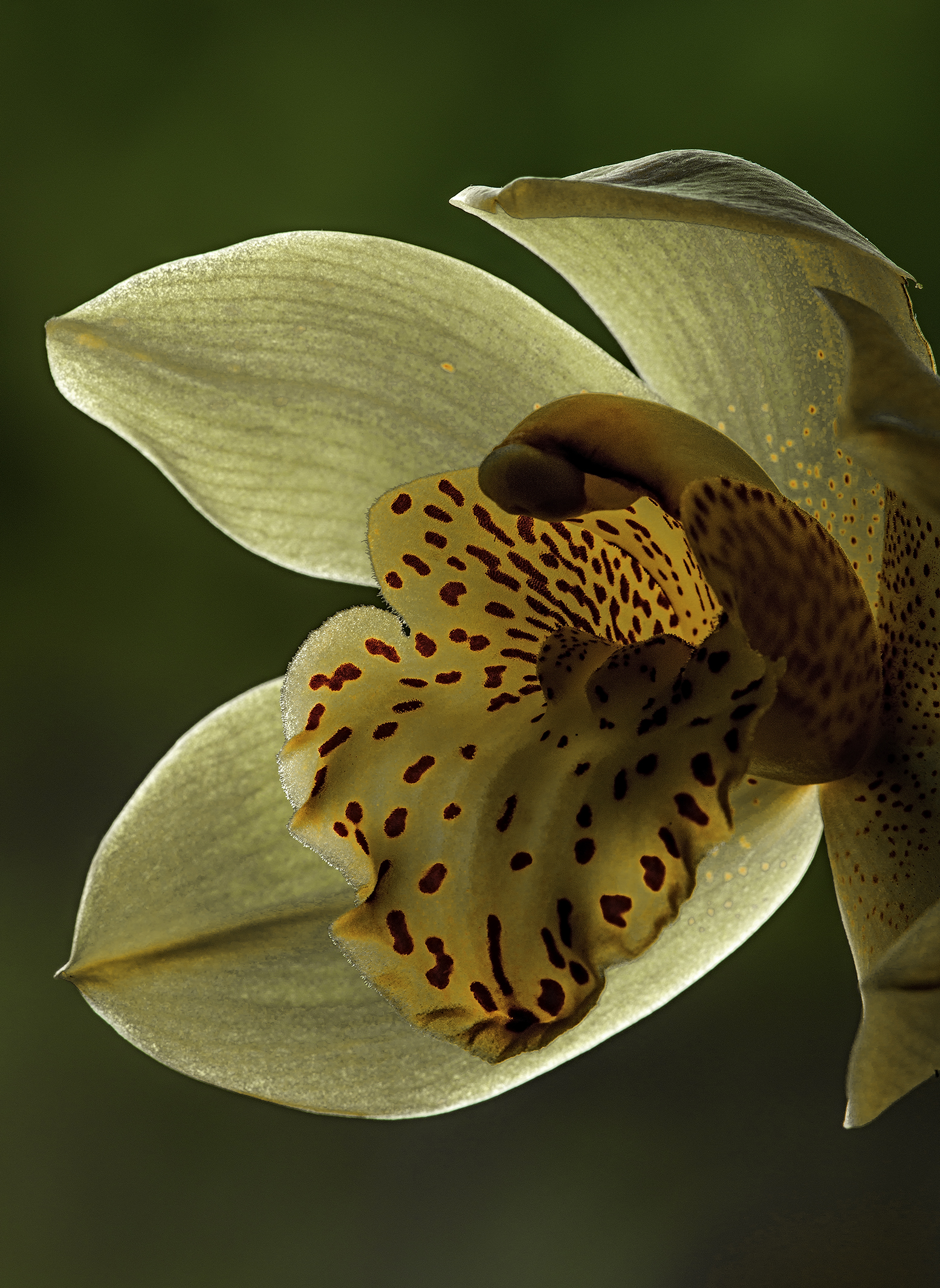 Cymbidium