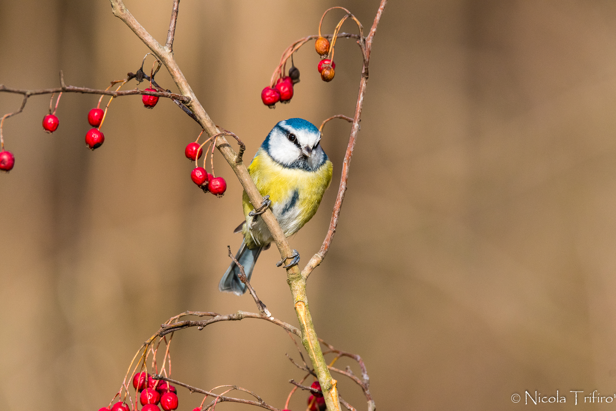 The blue tit in the berries