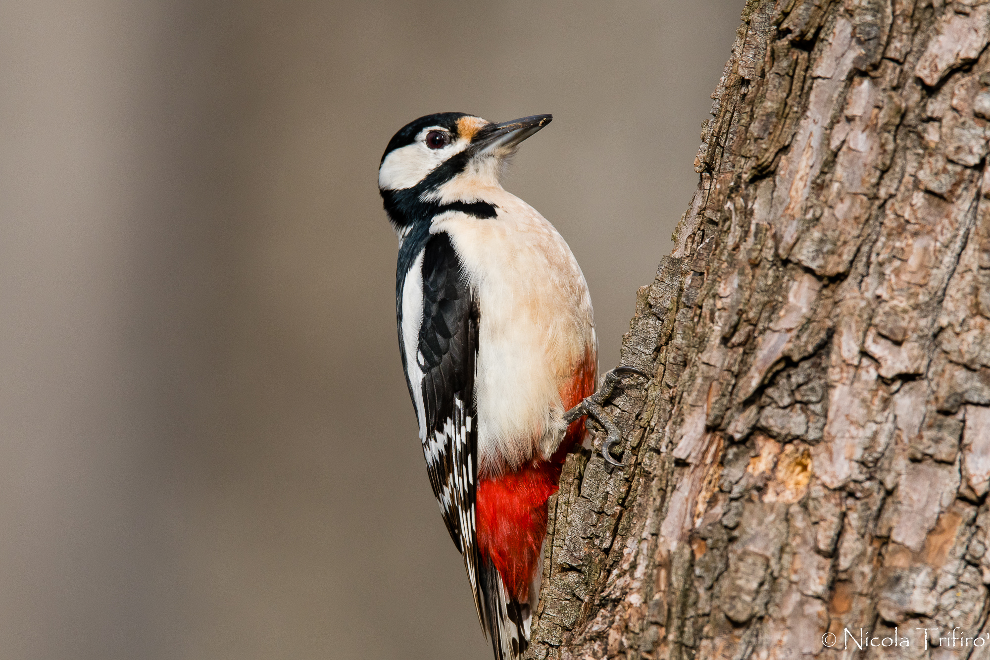 Great spotted woodpecker