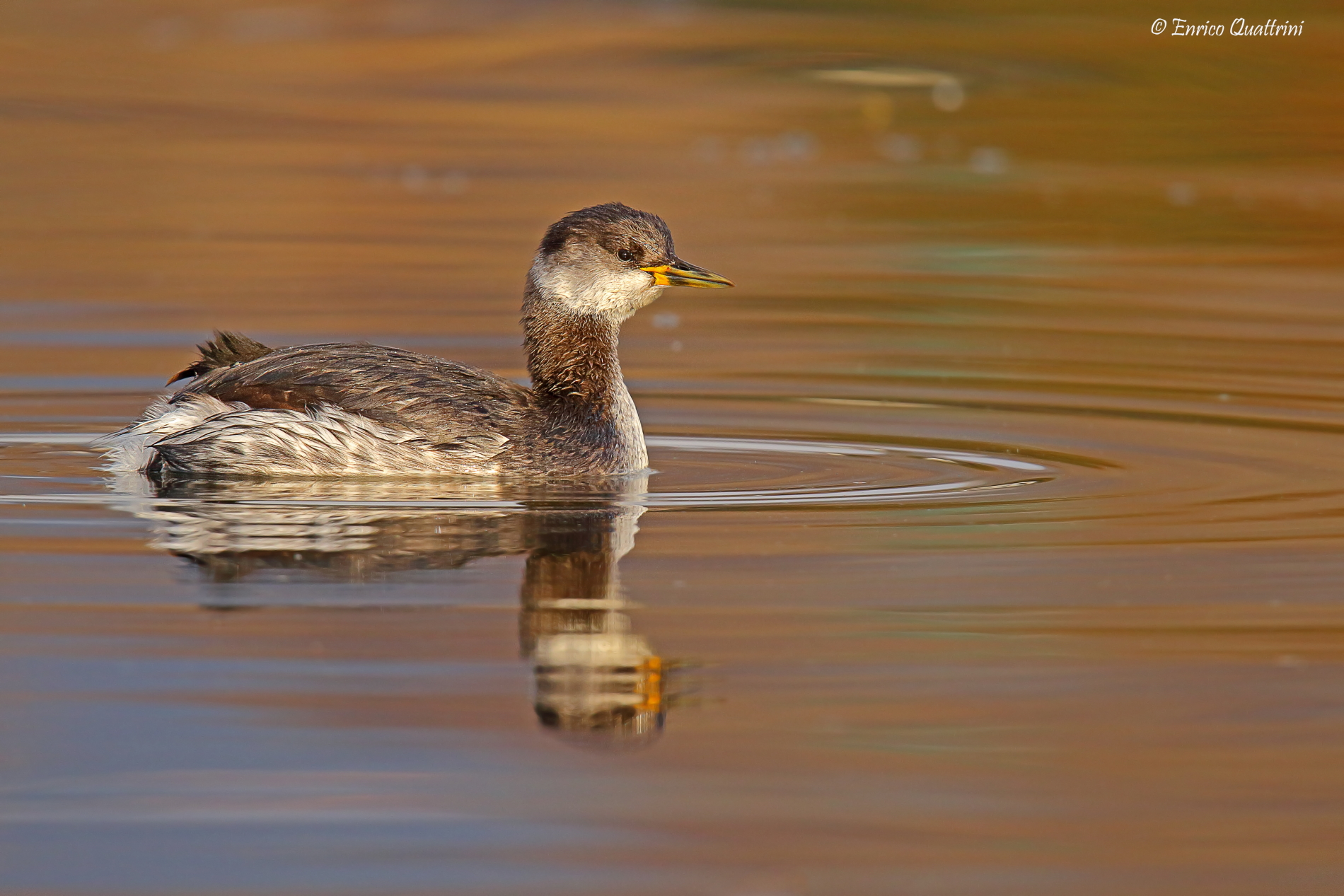 Red-necked grebe