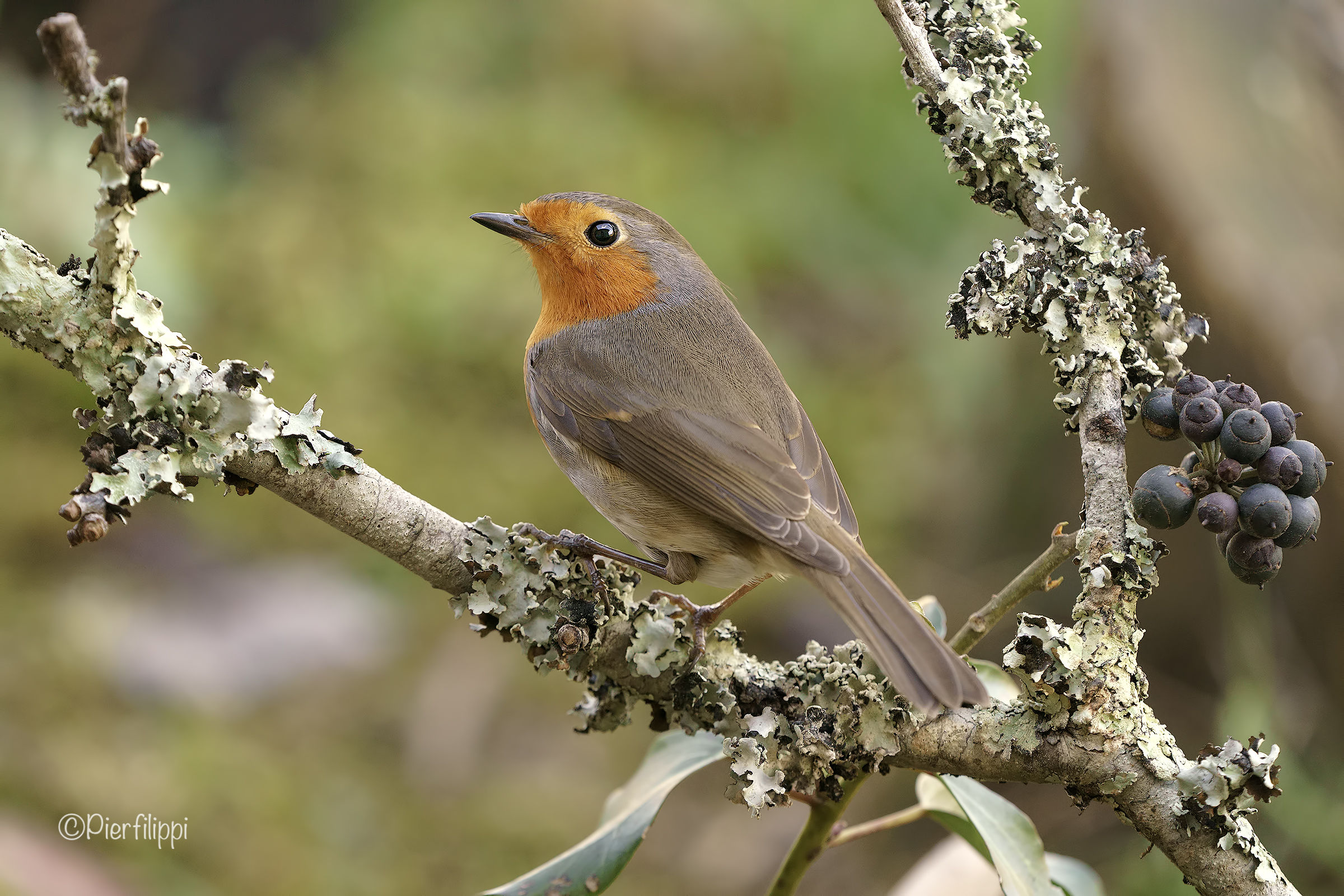 Il Petero (pettirosso)