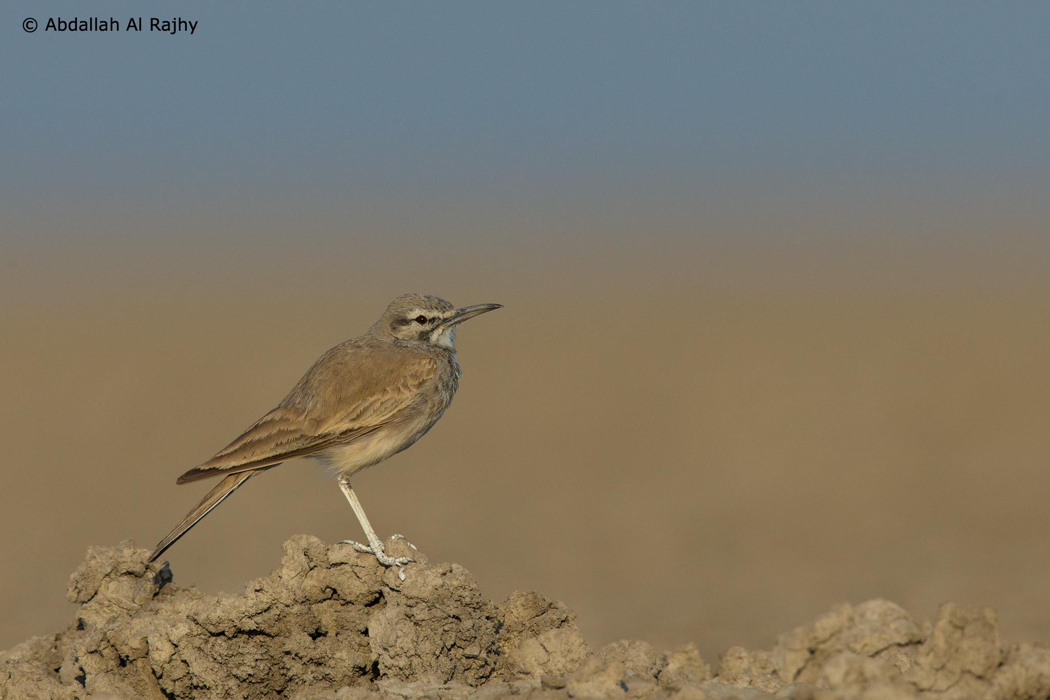 Greater Hoopoe-lark