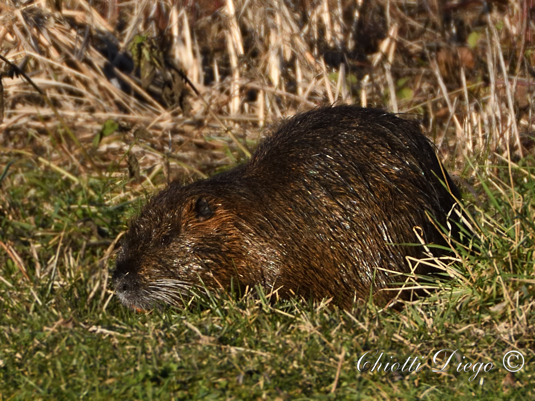 Nutria