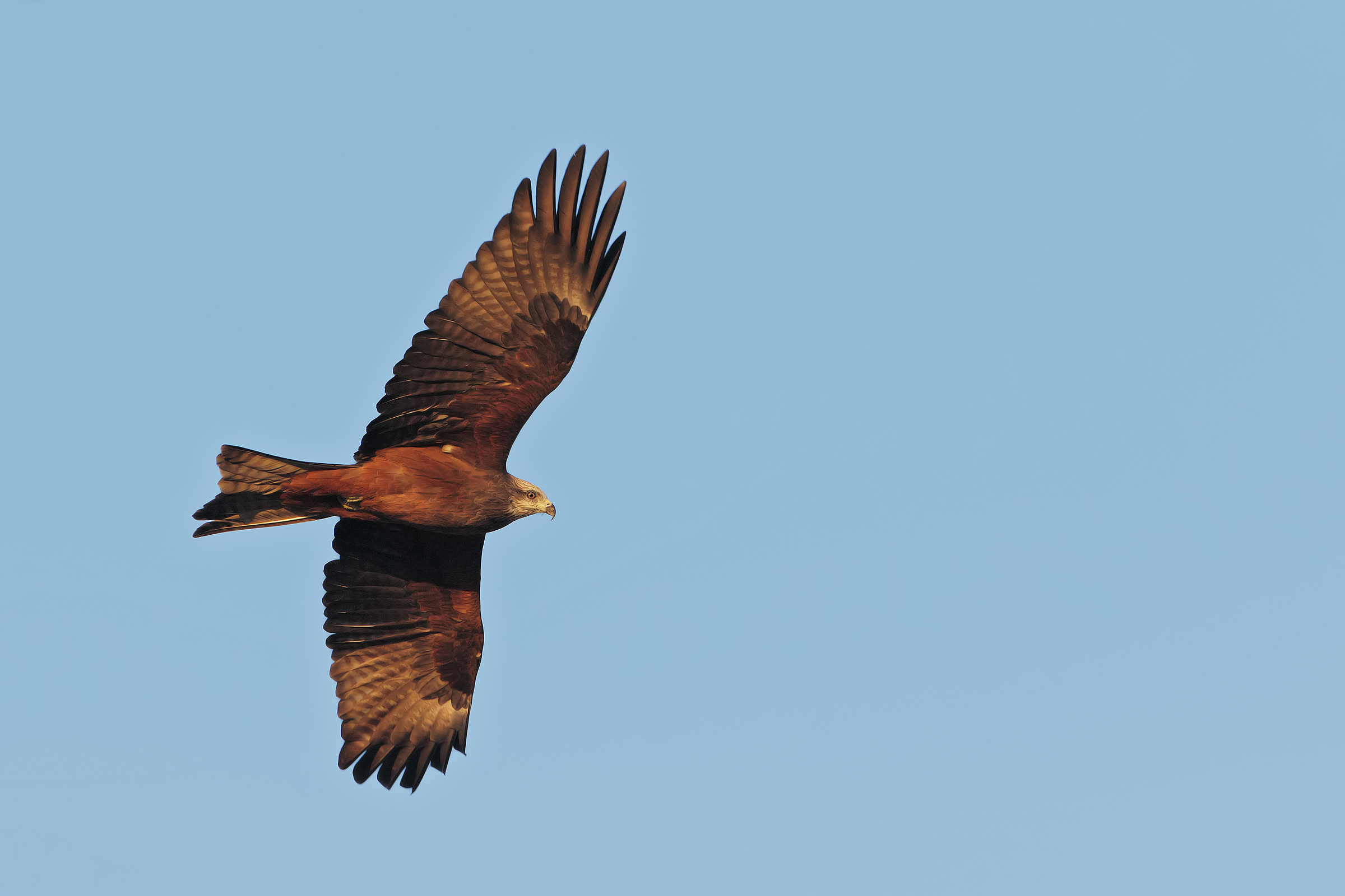 Nibbio bruno in volo al tramonto
