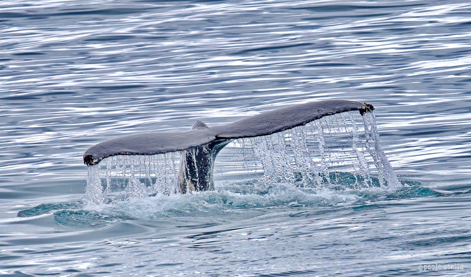 la coda della megattera