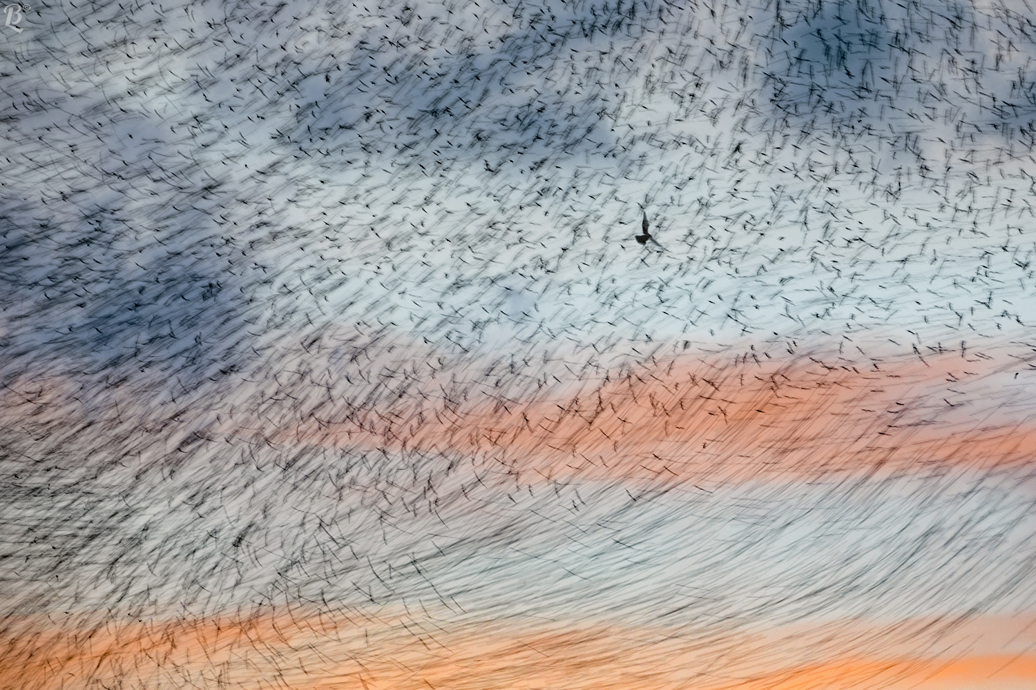 Sparrowhawk hunting for starlings