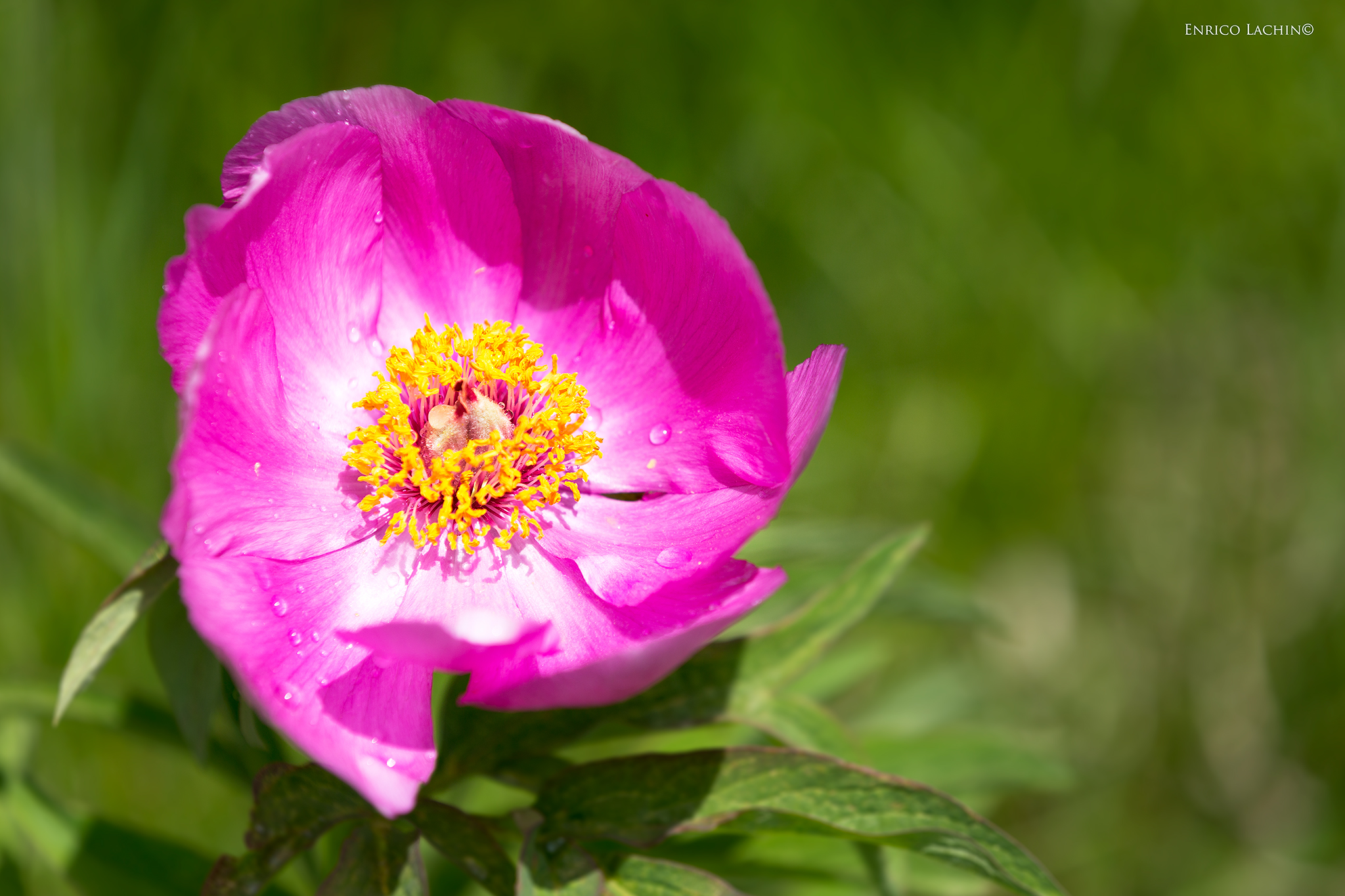 Paeonia