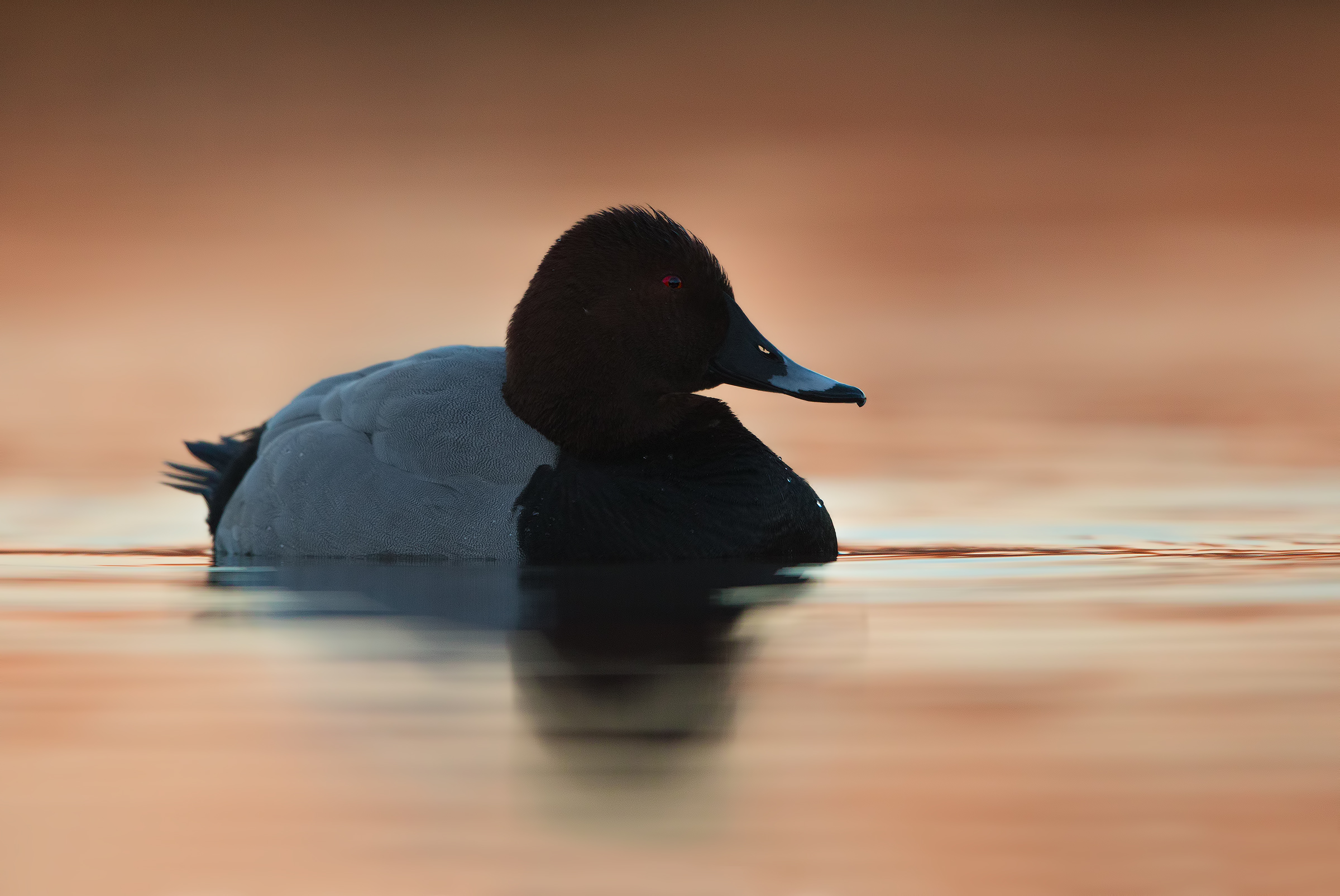 Pochard