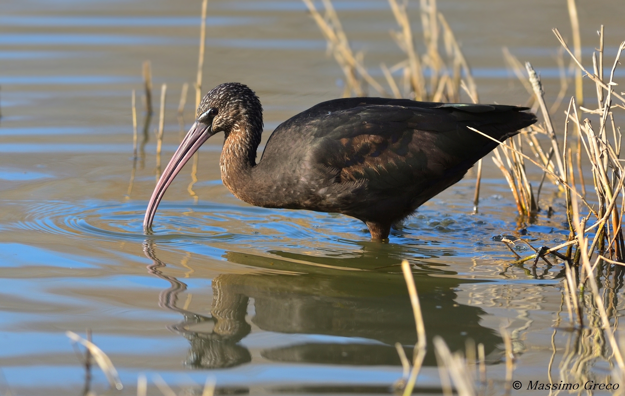 Mignattaio (Plegadis falcinellus)