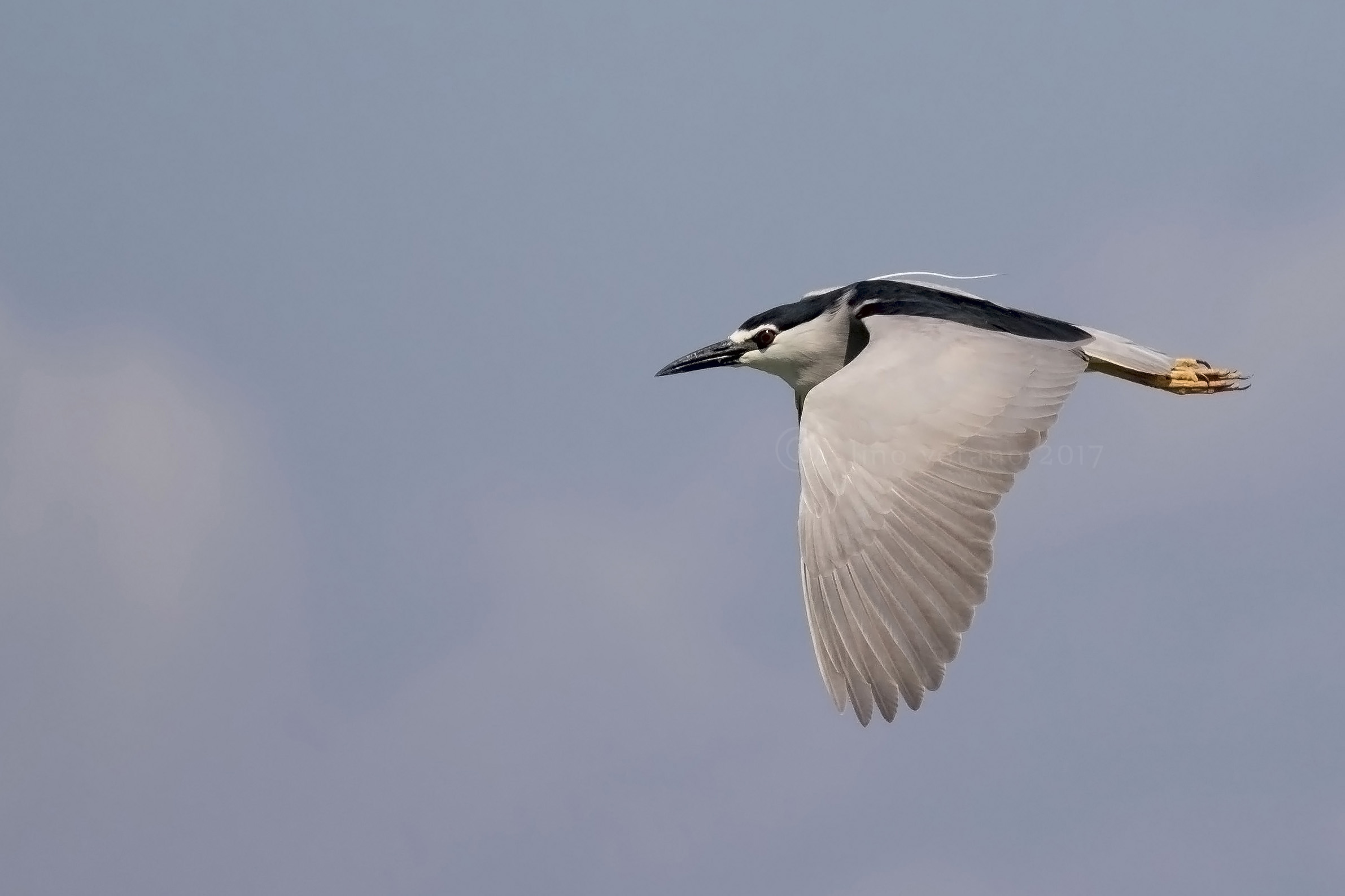 Night Heron (Nycticorax nycticorax)