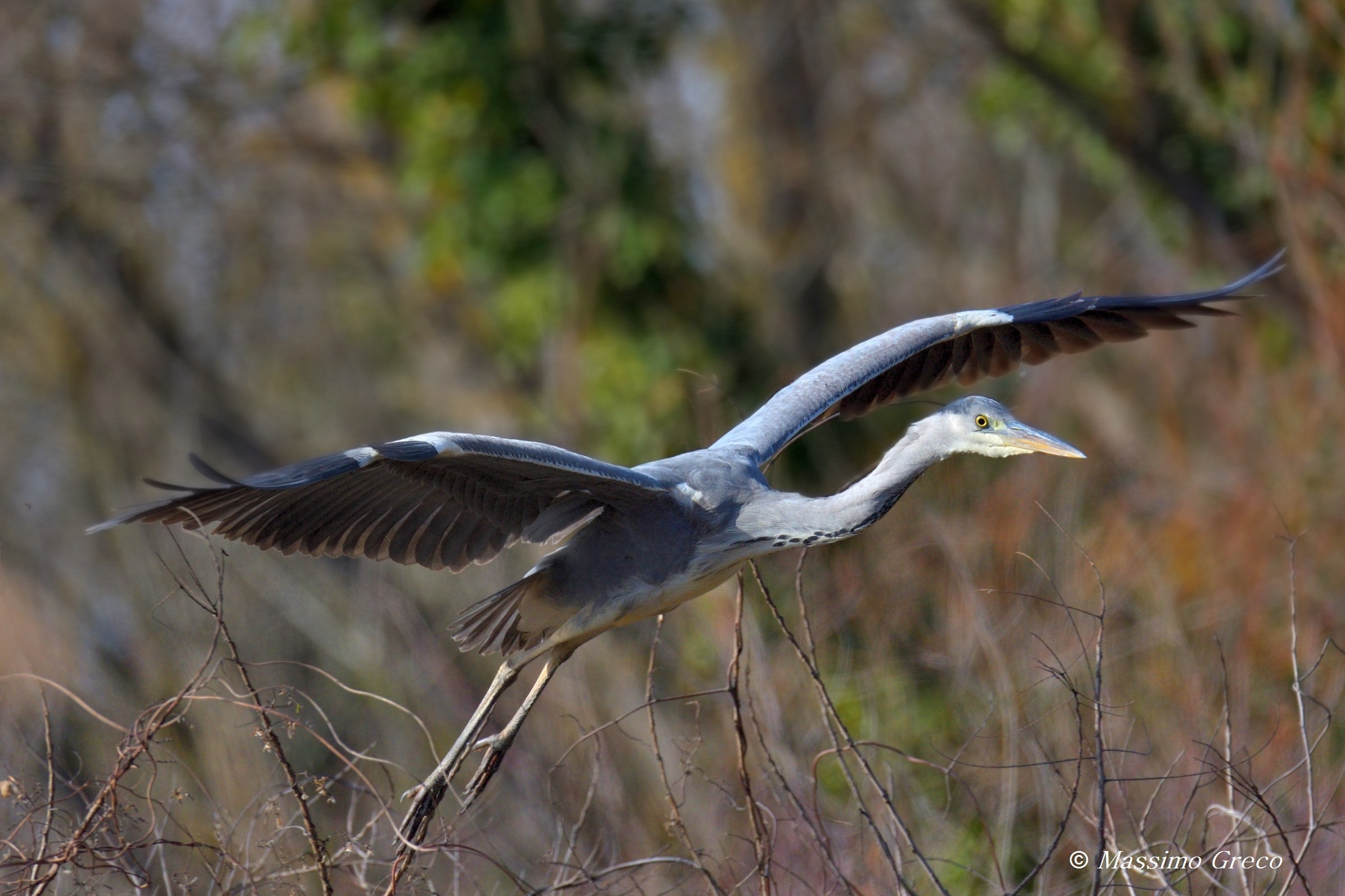 Gray heron (Ardea cinerea)
