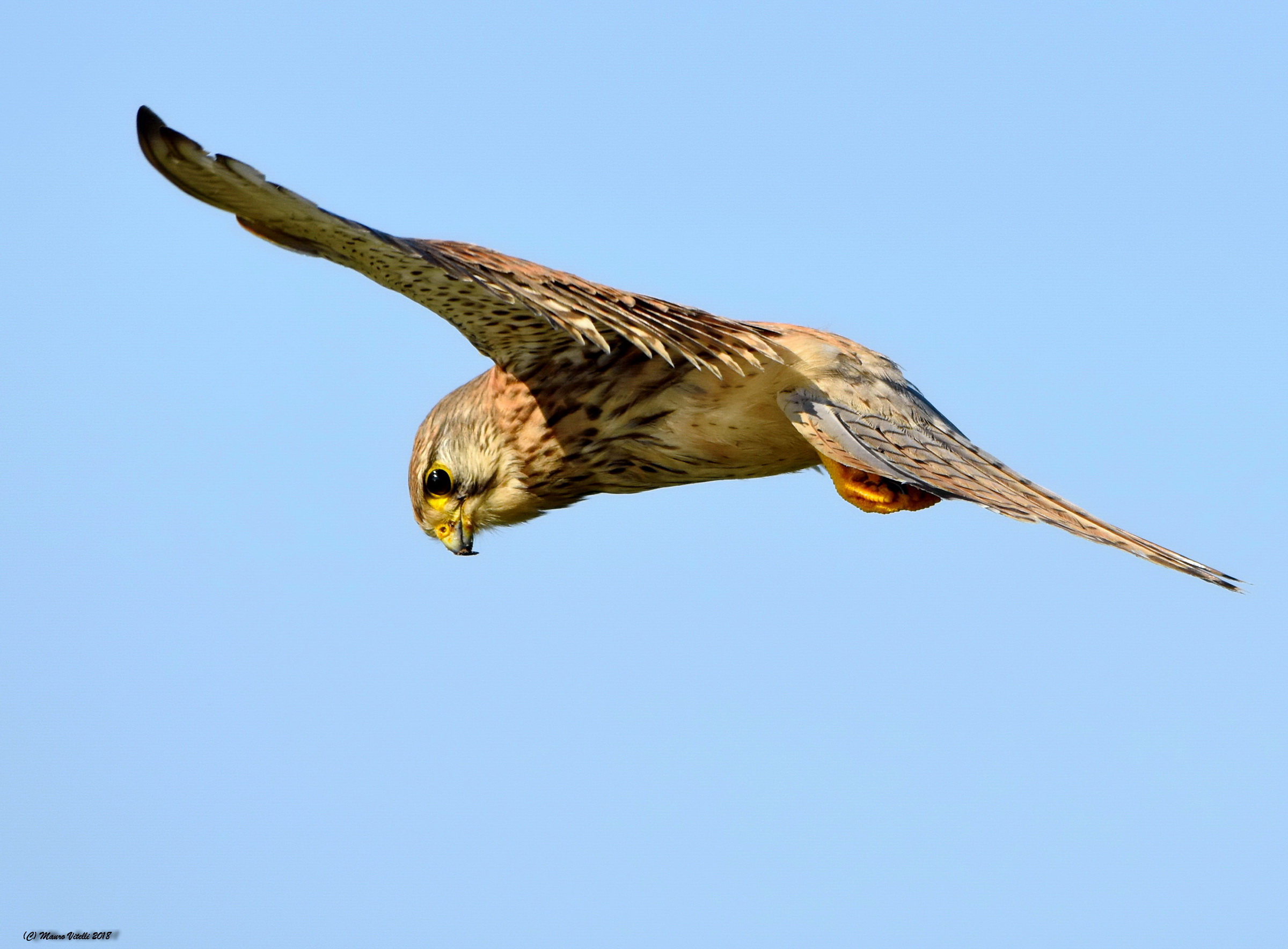 Gheppio (Falco tinnunculus)