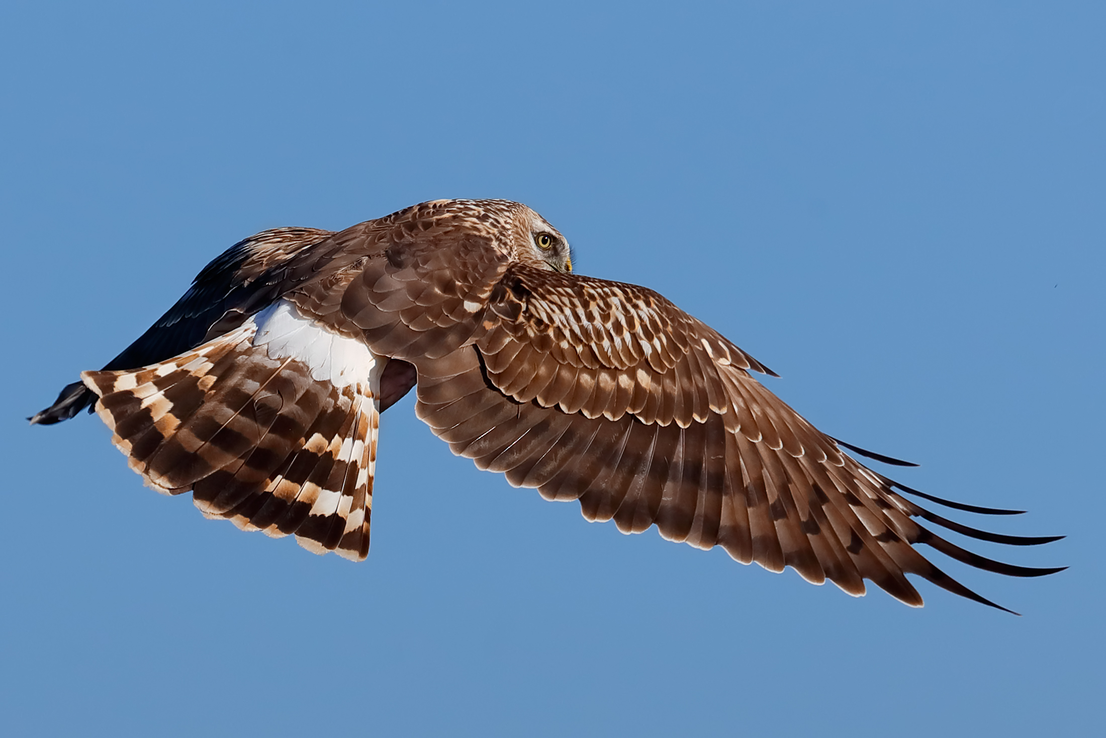 Hawkeye - Royal Albanella