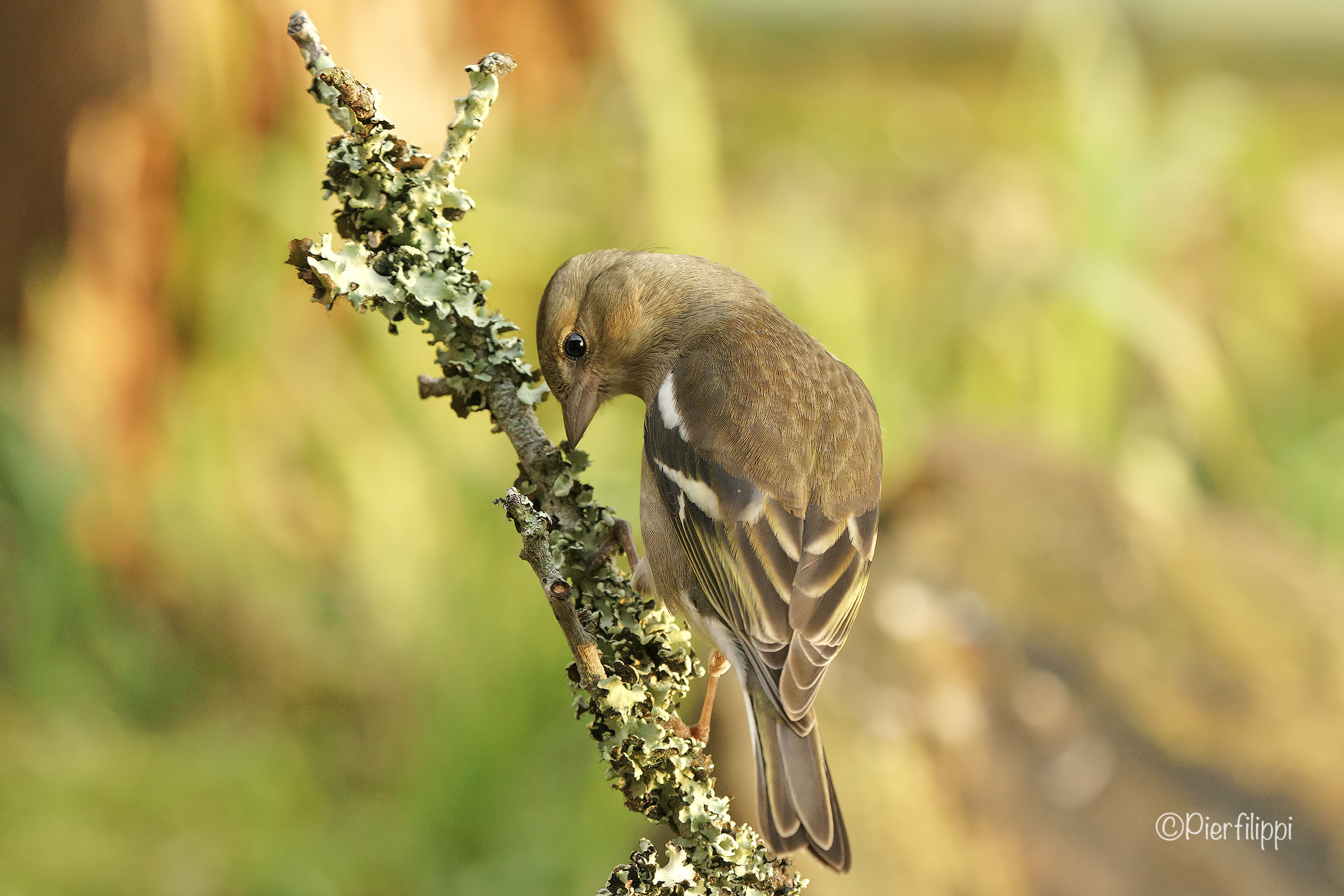 L'inchino (femmina di fringuello)