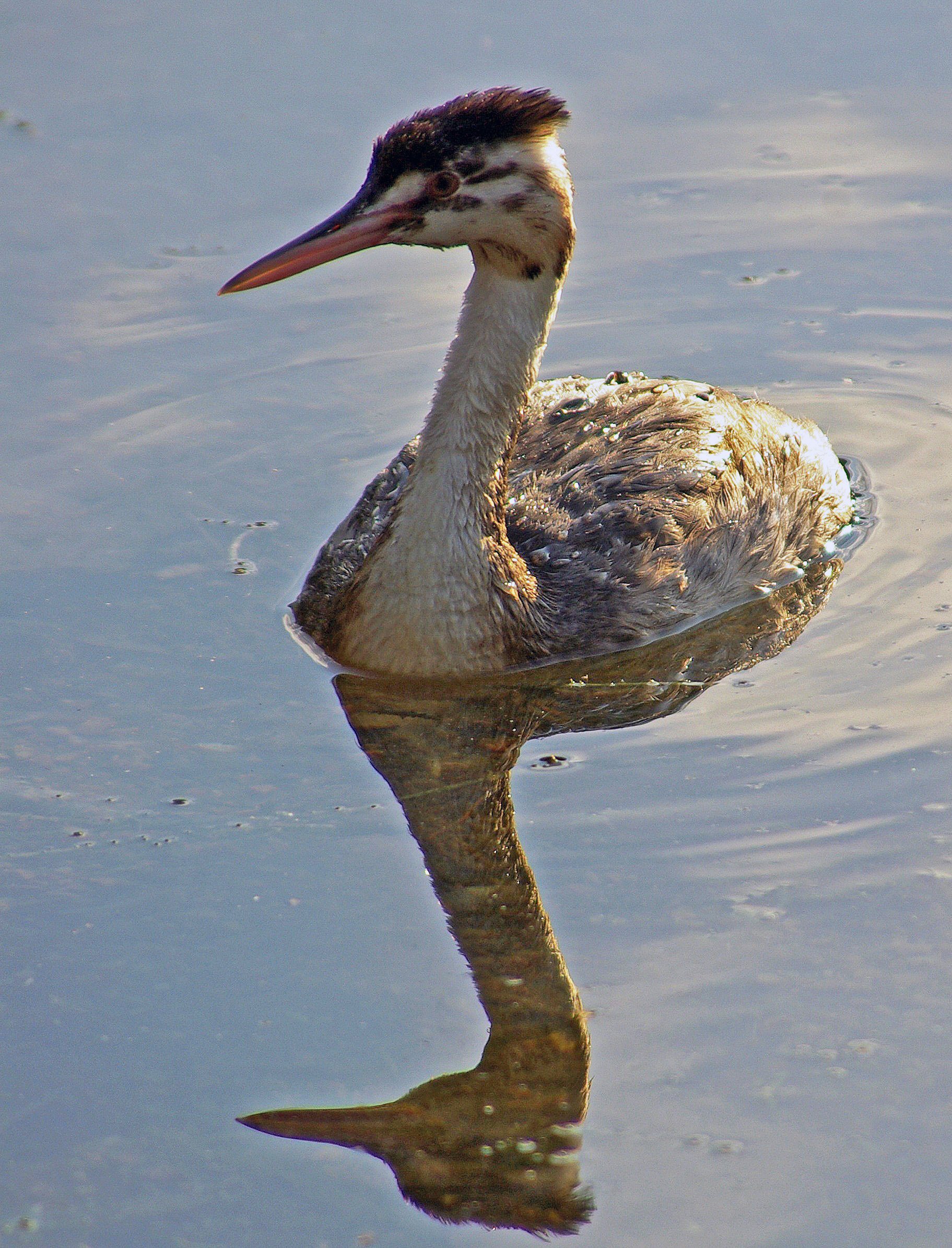 Grebe -2 (Lago di Levico