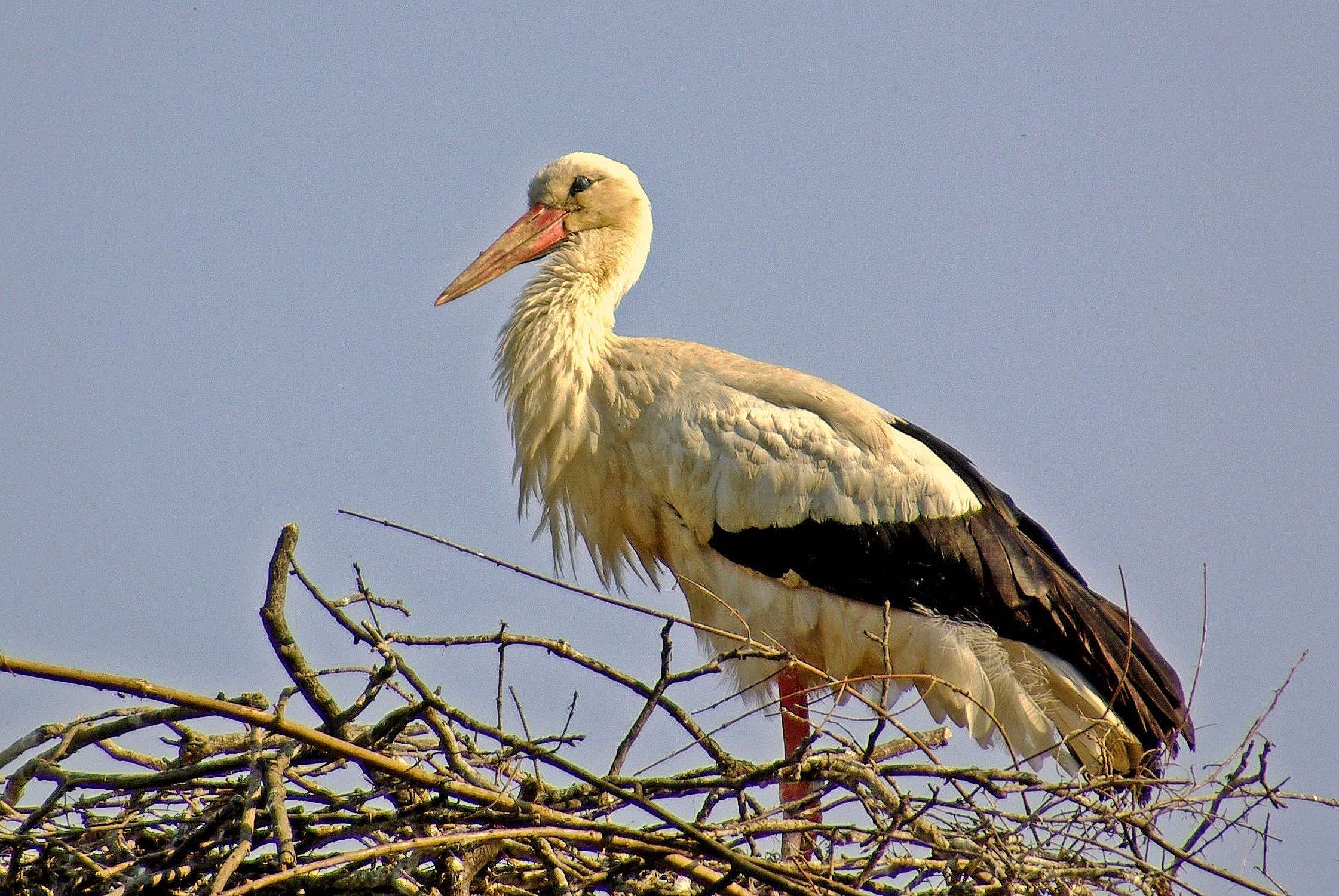 Stork on the nest