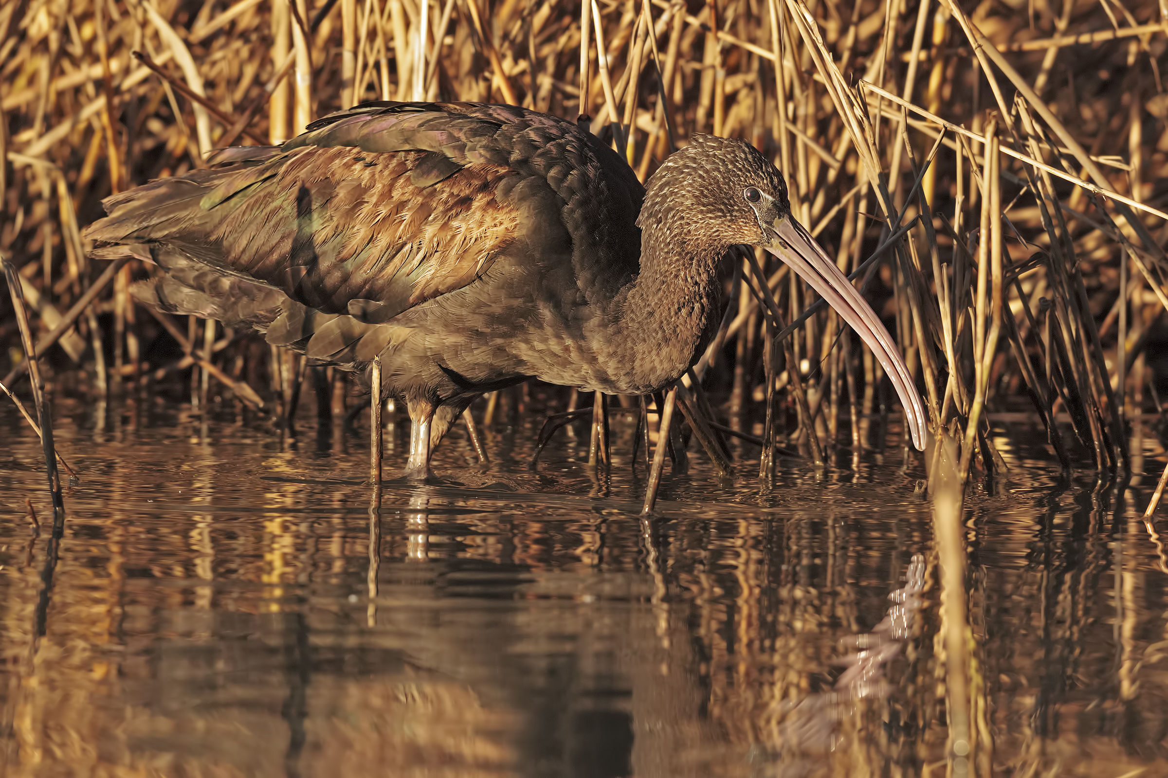 Mignattaio in the first ray of sunshine