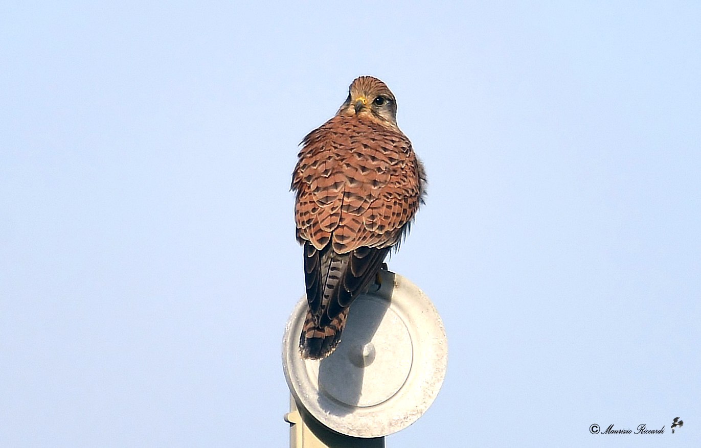Kestrel